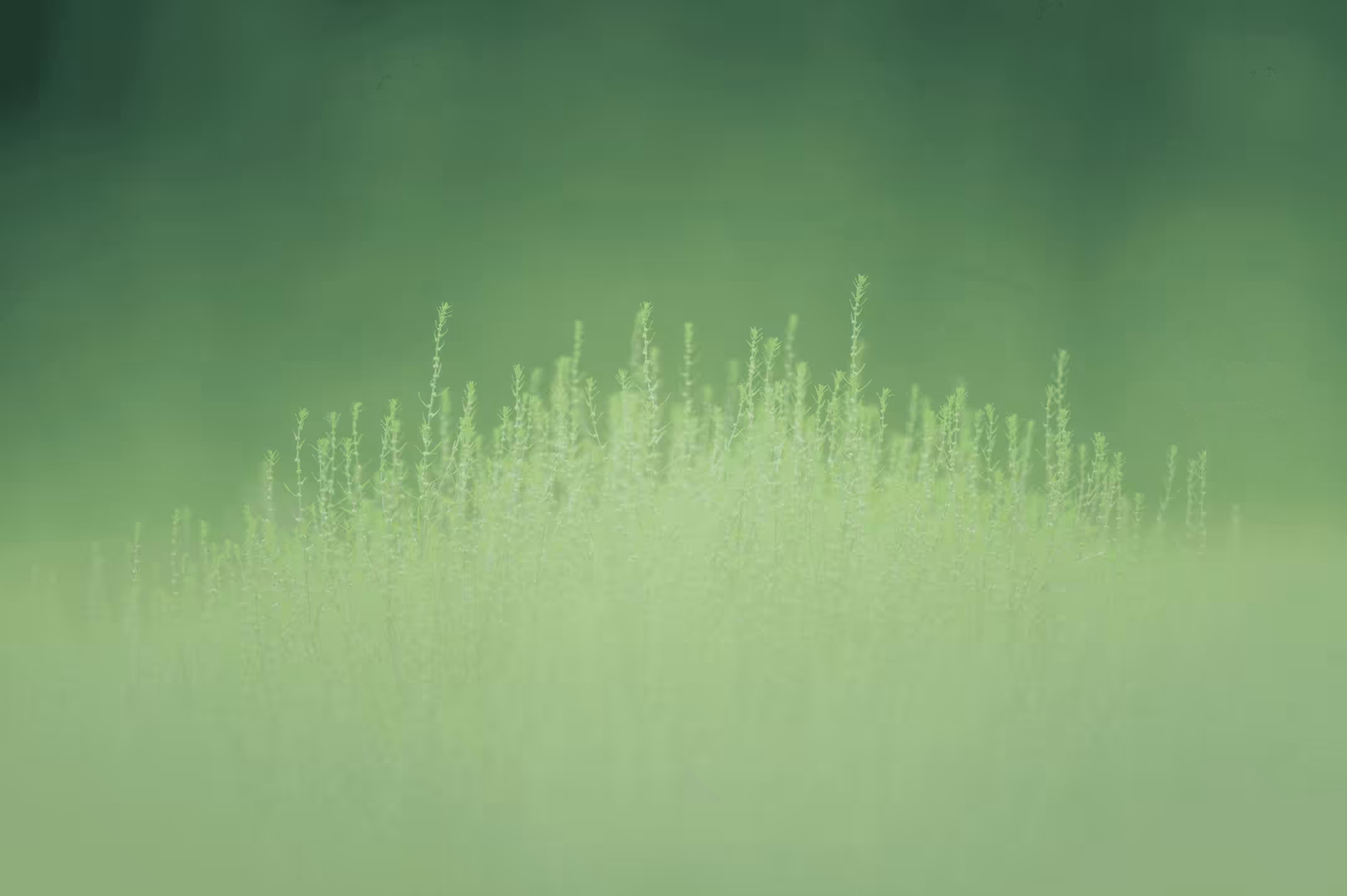 Summer cypress#29