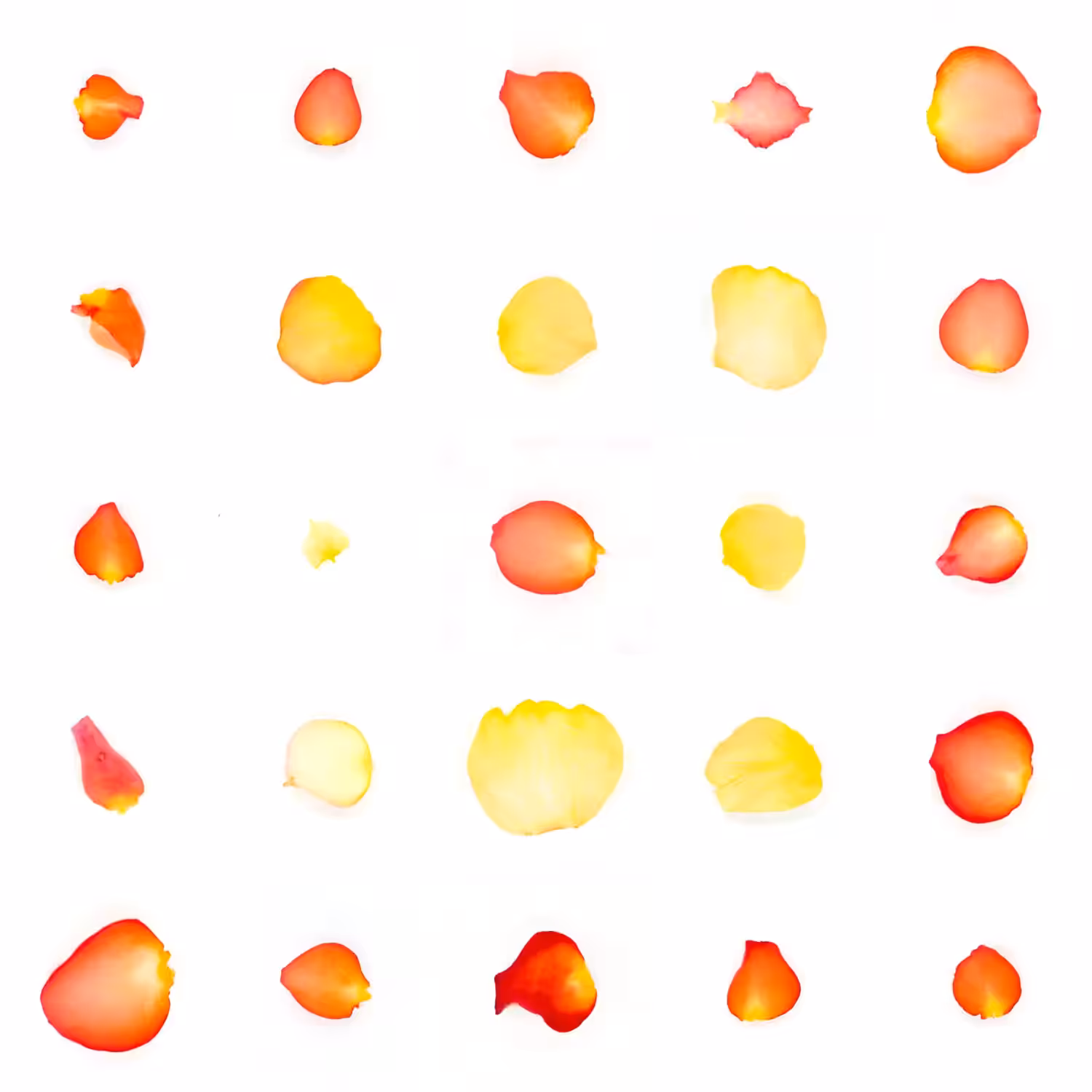 Infinite Petals 5x5#1010