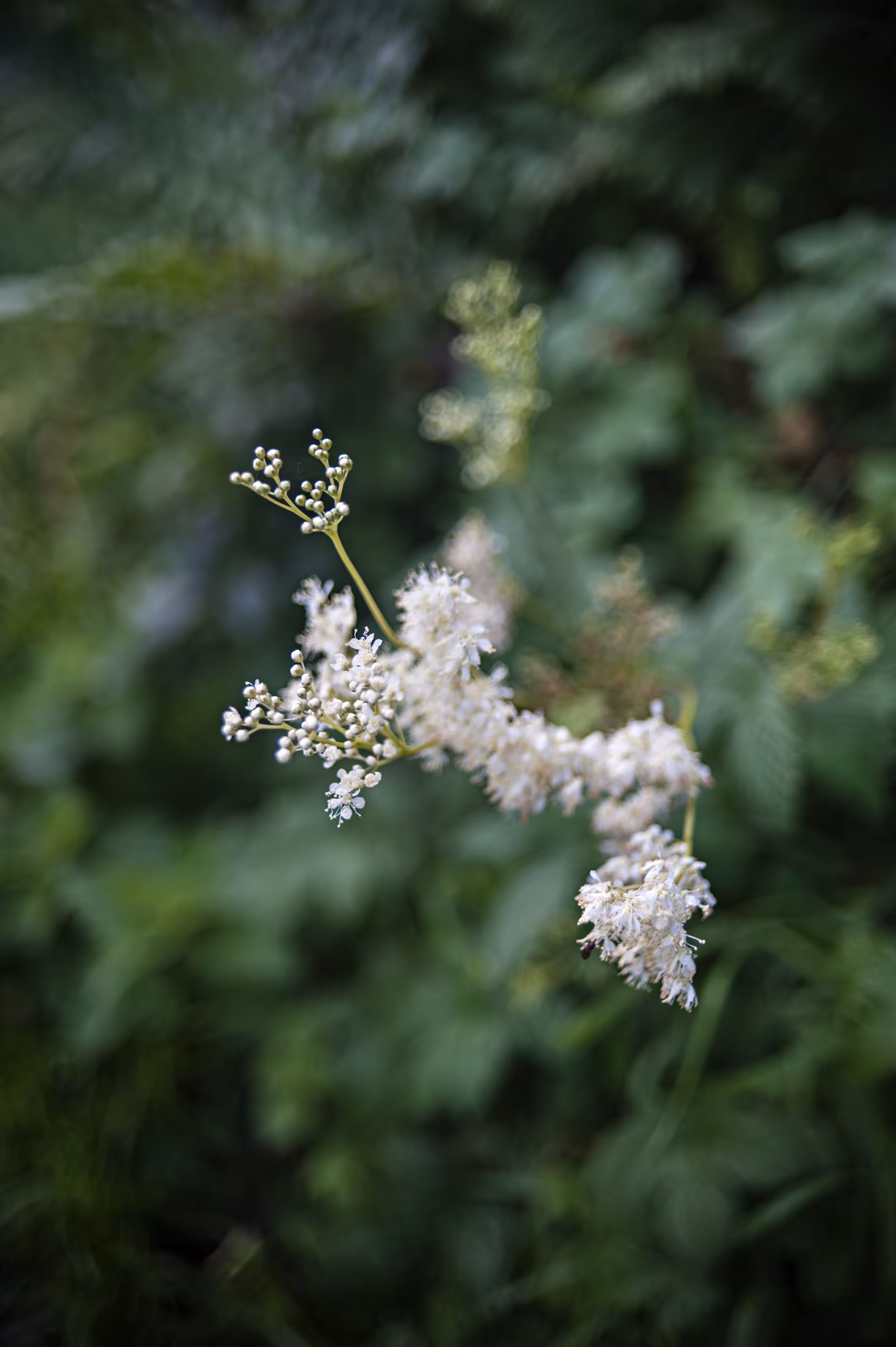 Queen of the Meadow