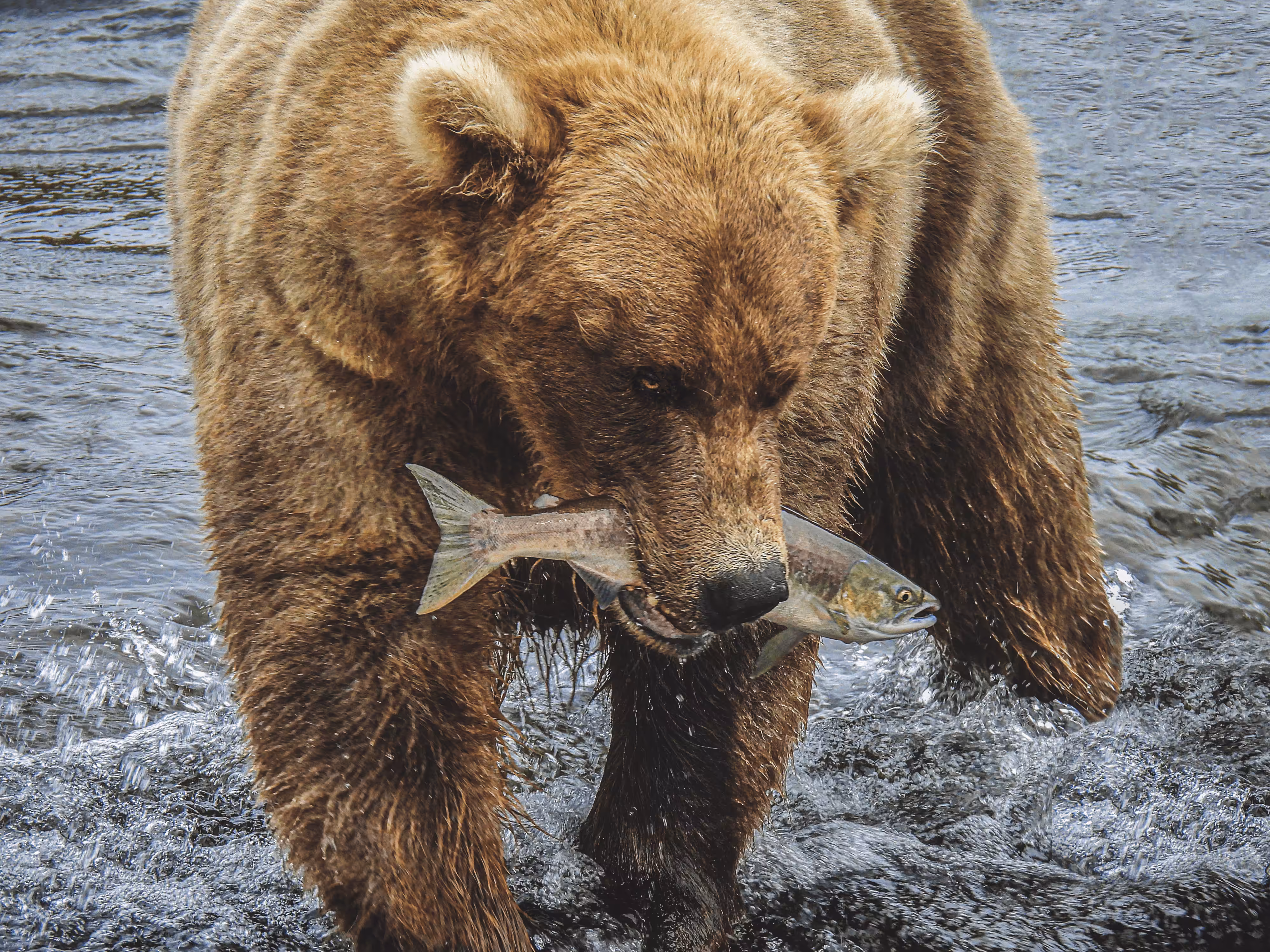 Bear Eats You #7: Sweet Success