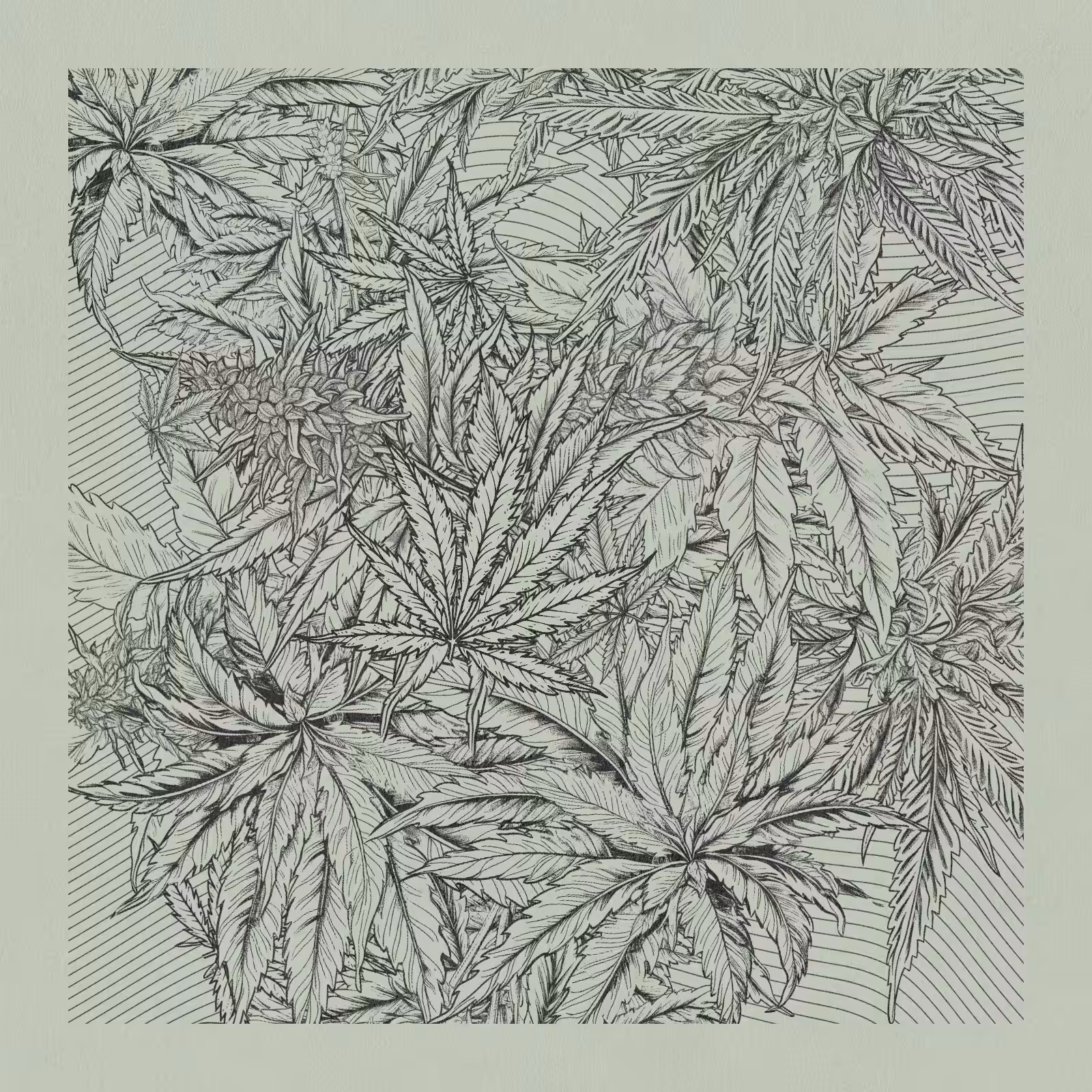 zancannabis #83