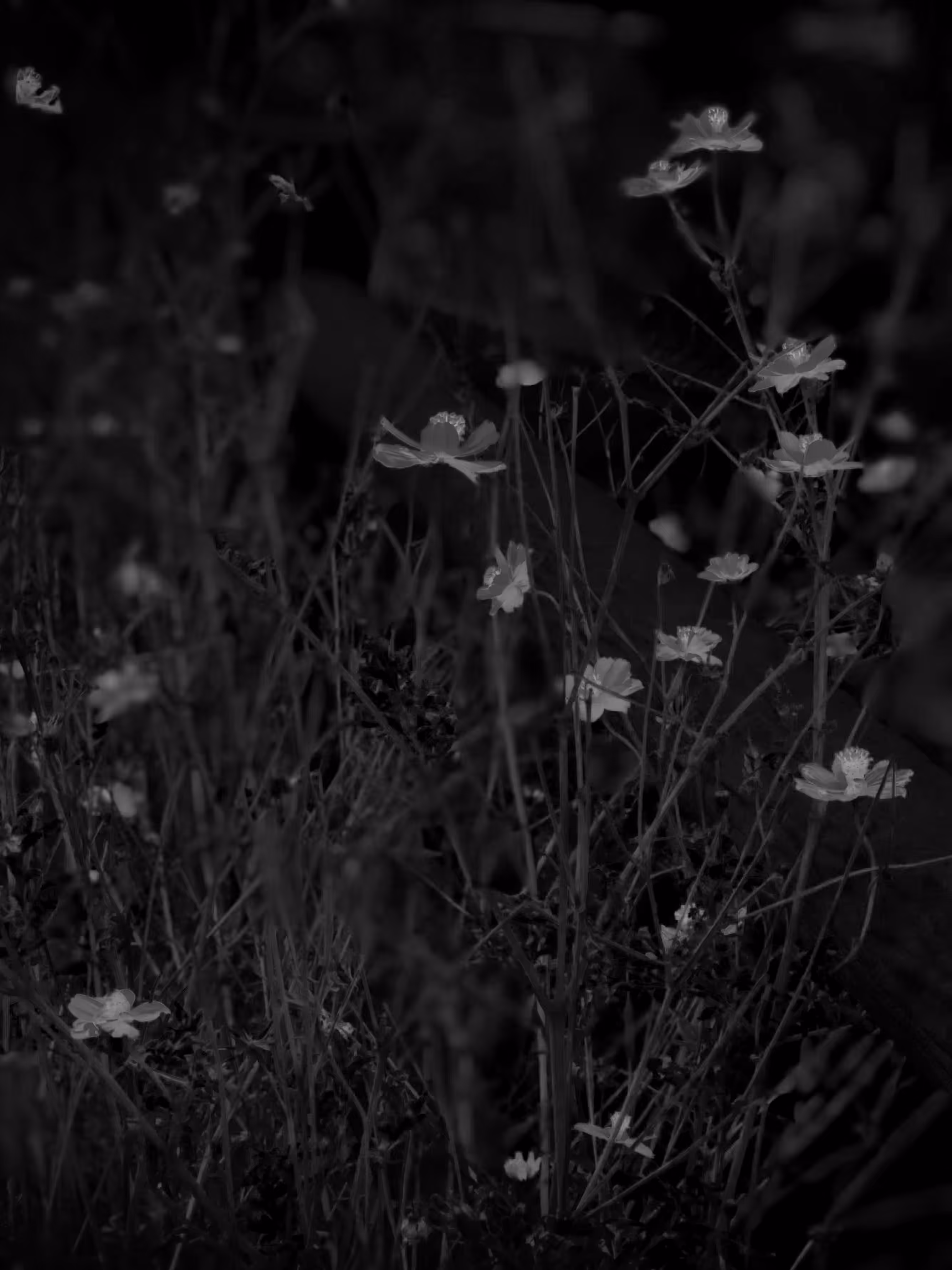 nature(mido) #15