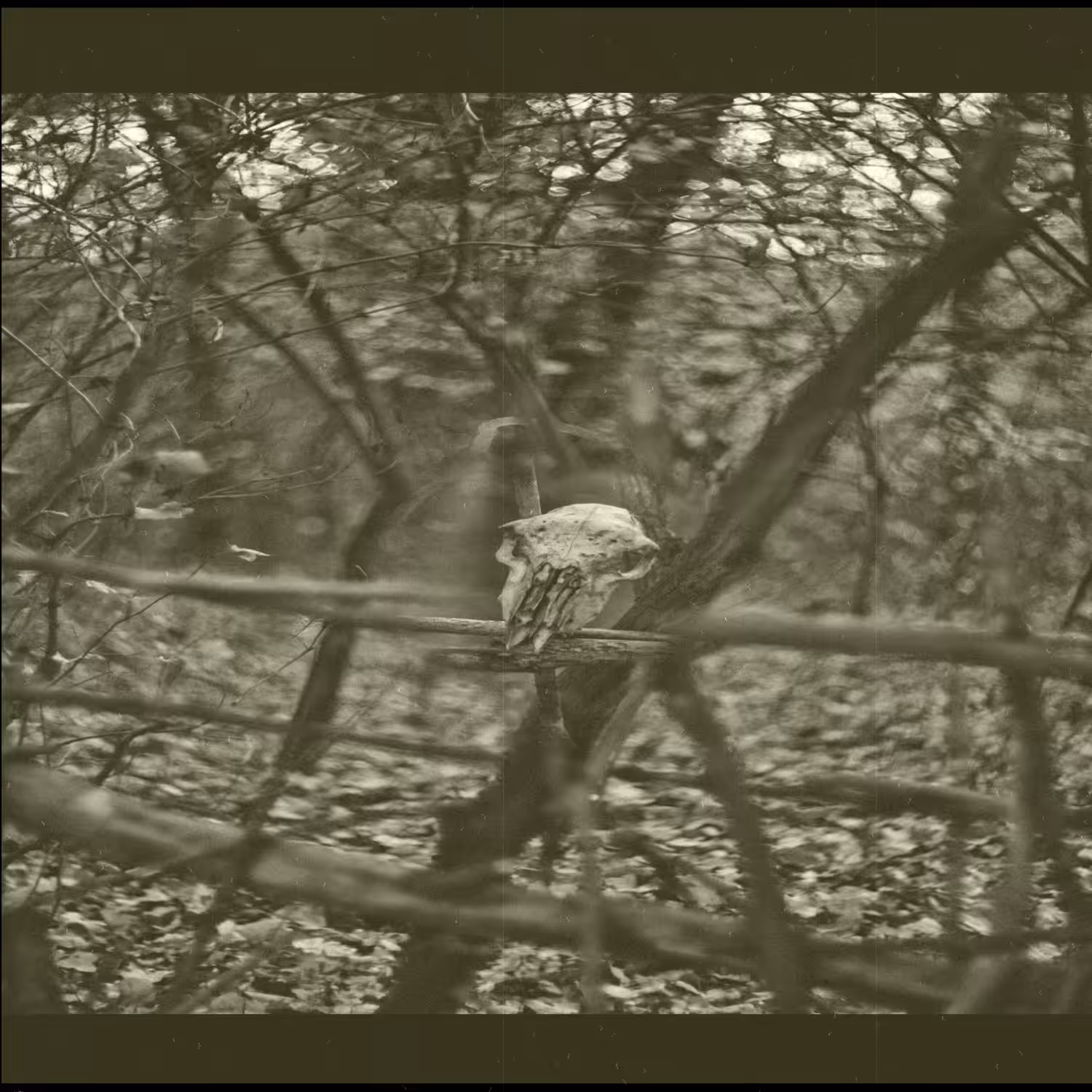 the forest of the skull