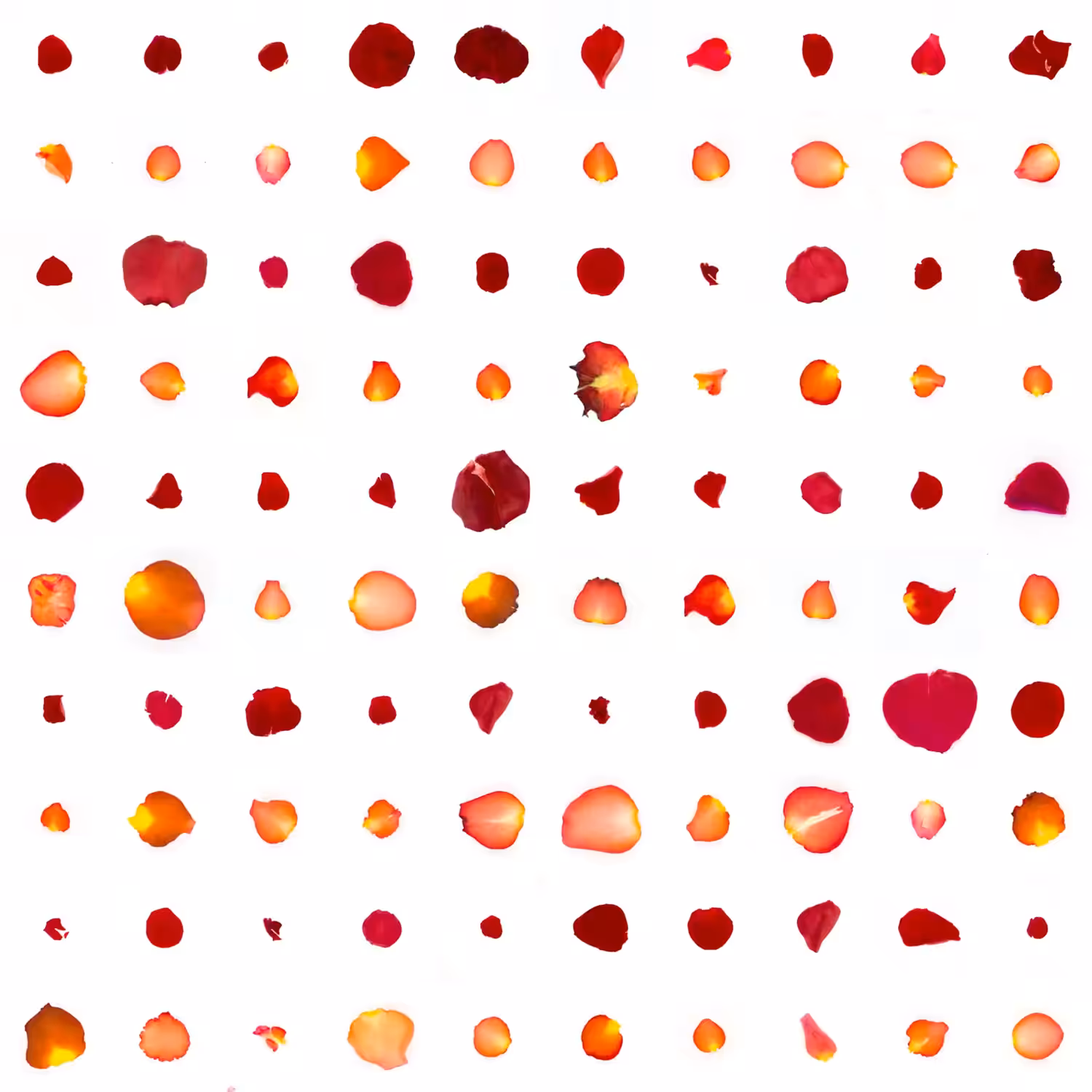 Infinite Petals 10x10#900024