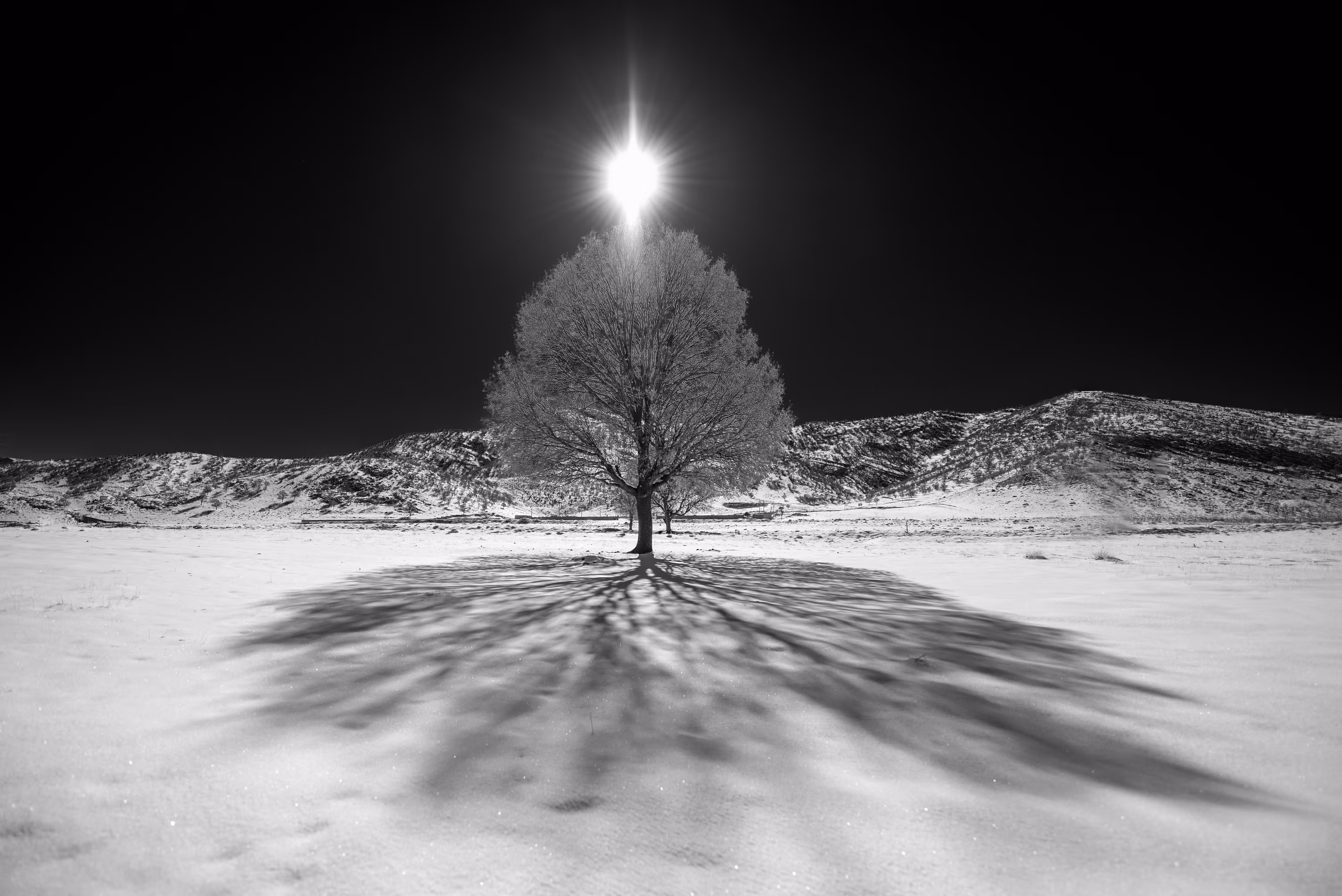 Lonely Tree