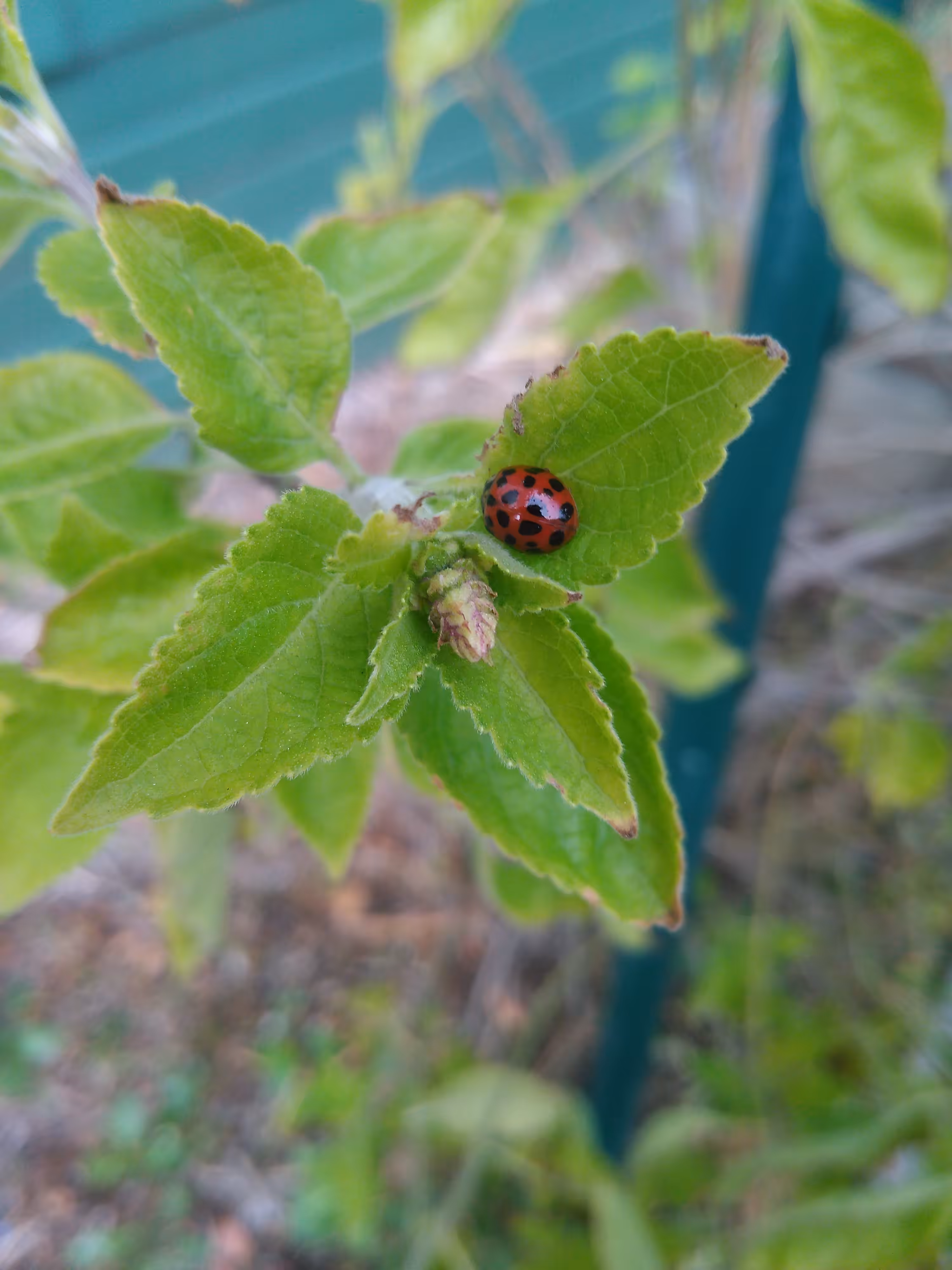 basil + beetle