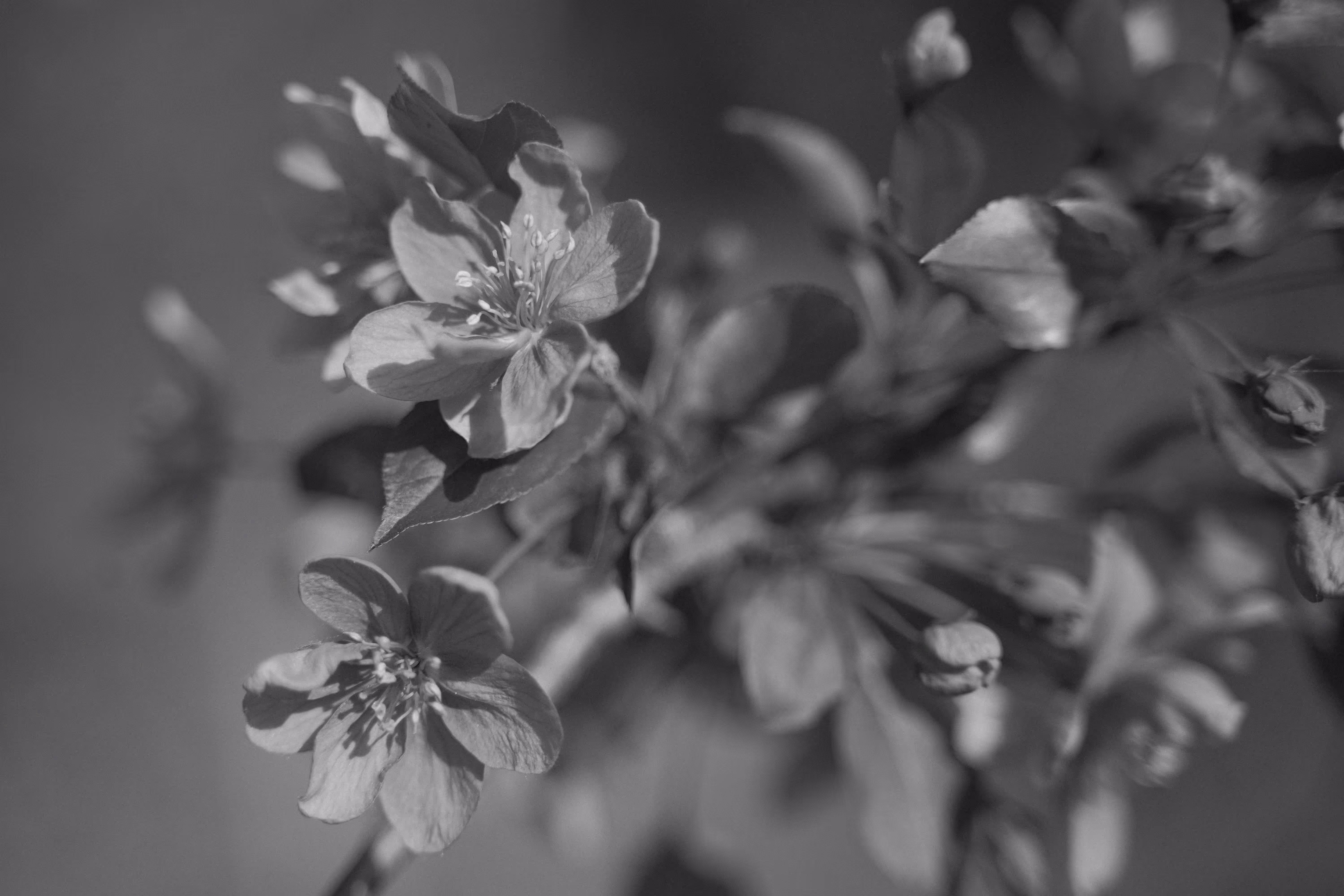 gray elegance