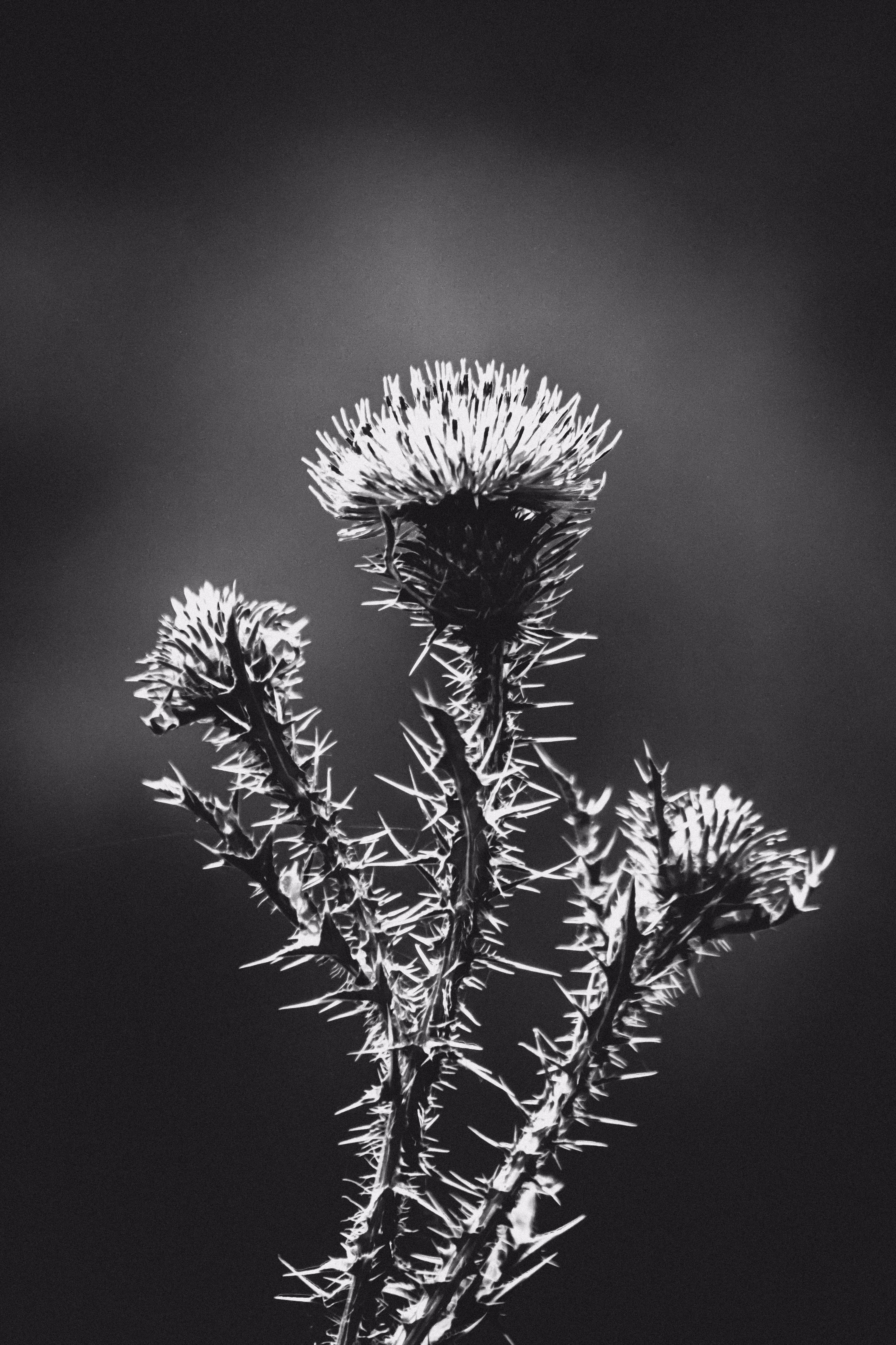 JB: B&W Nature: Monochrome Nature #024