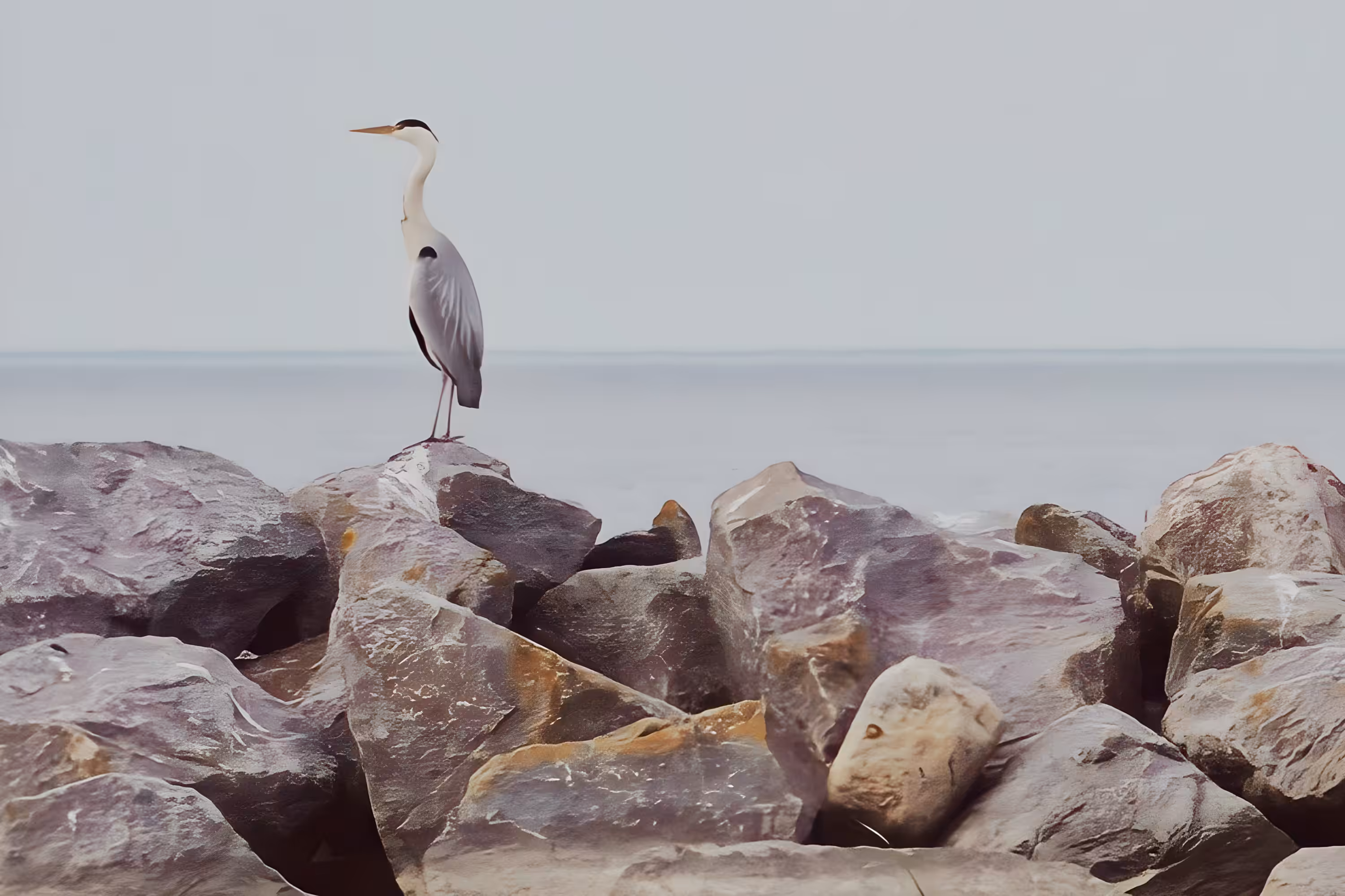 Watching over the sea