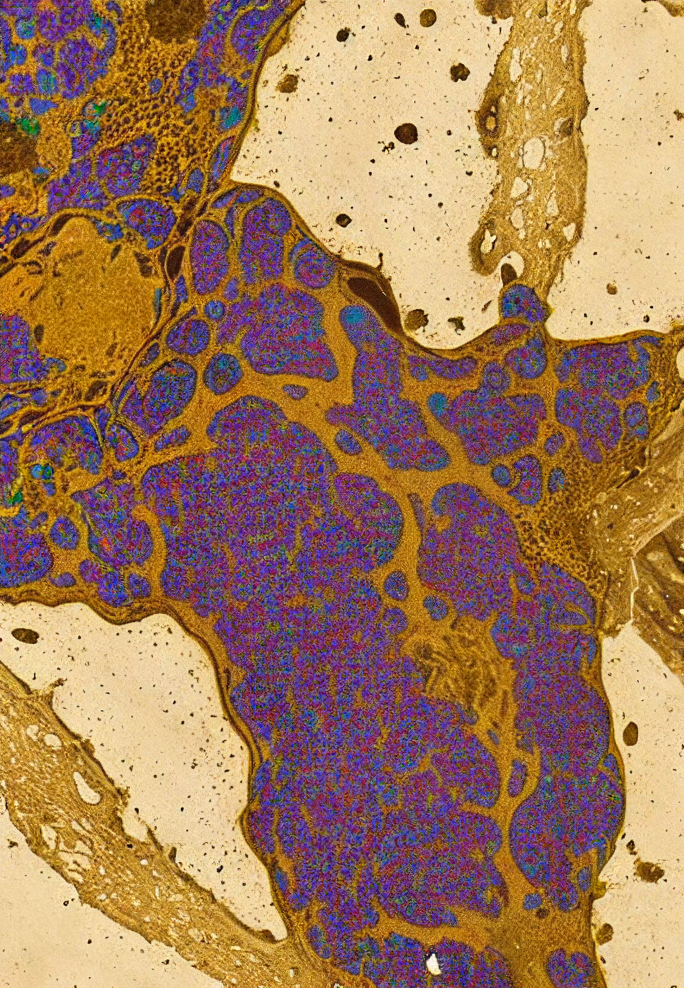 Histologia In Silico #158