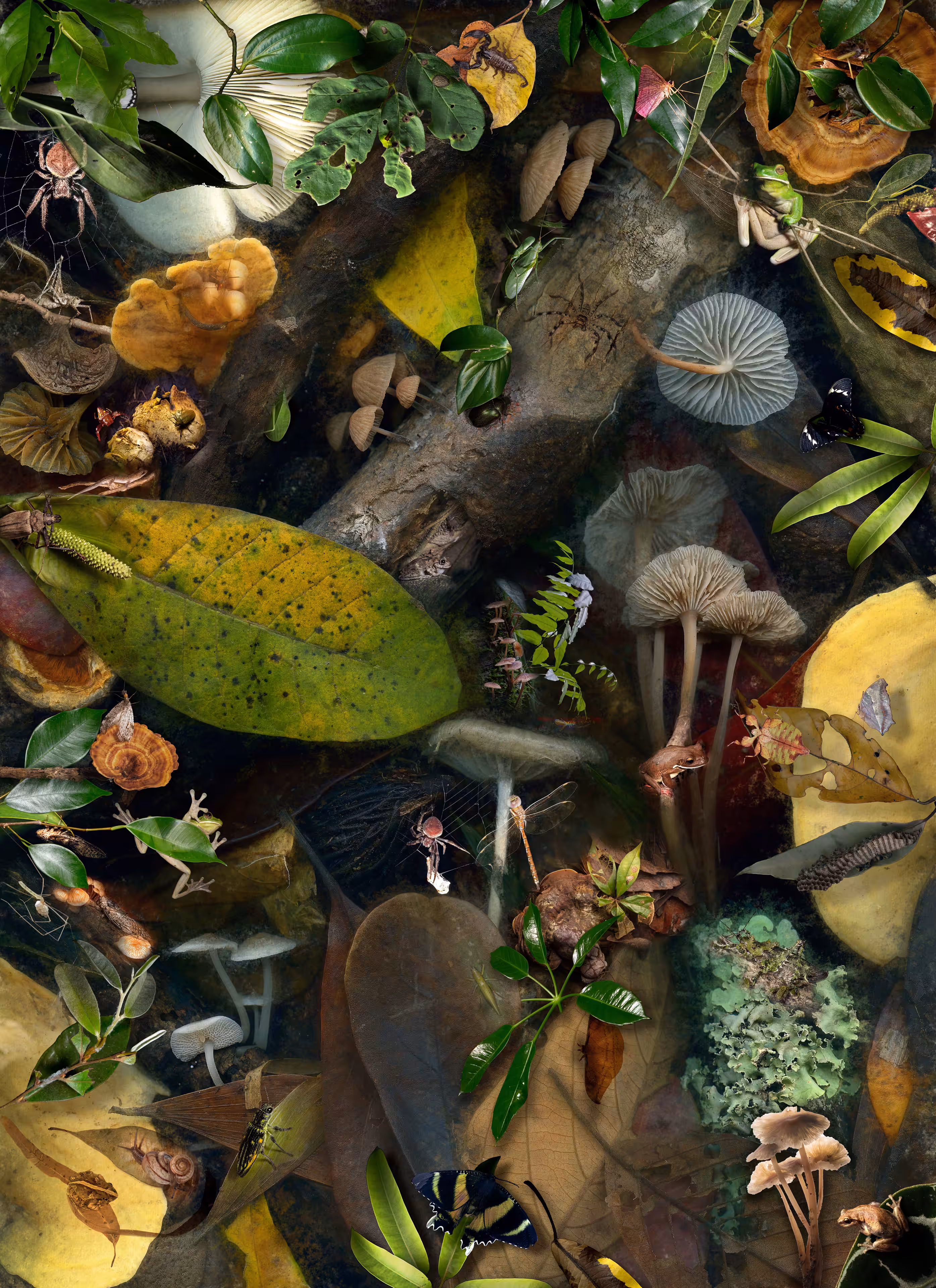 Mycology Creatures