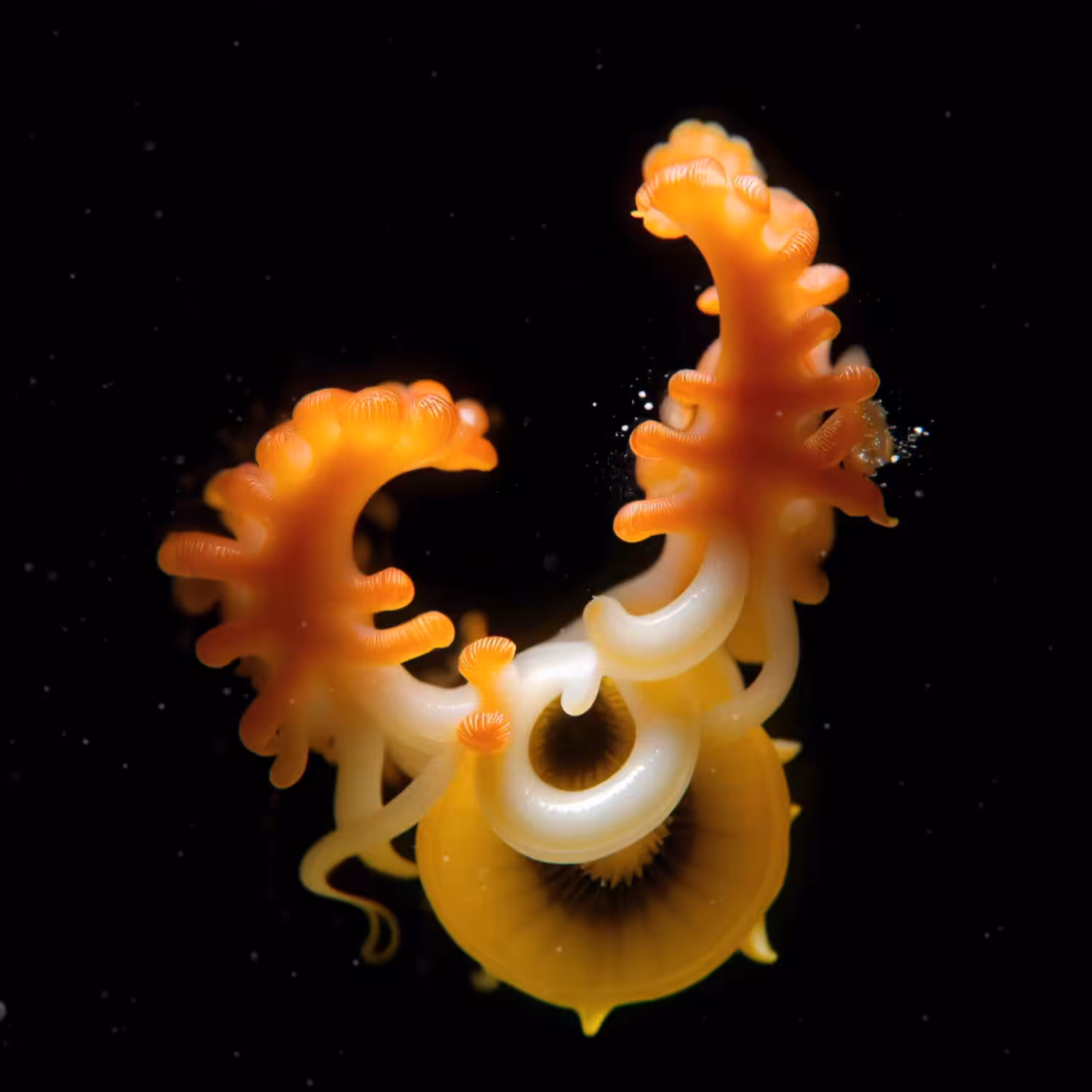 The Vault of Wonders: Chapter 1 - The Abyssal Unseen: Radiatus Anemonis