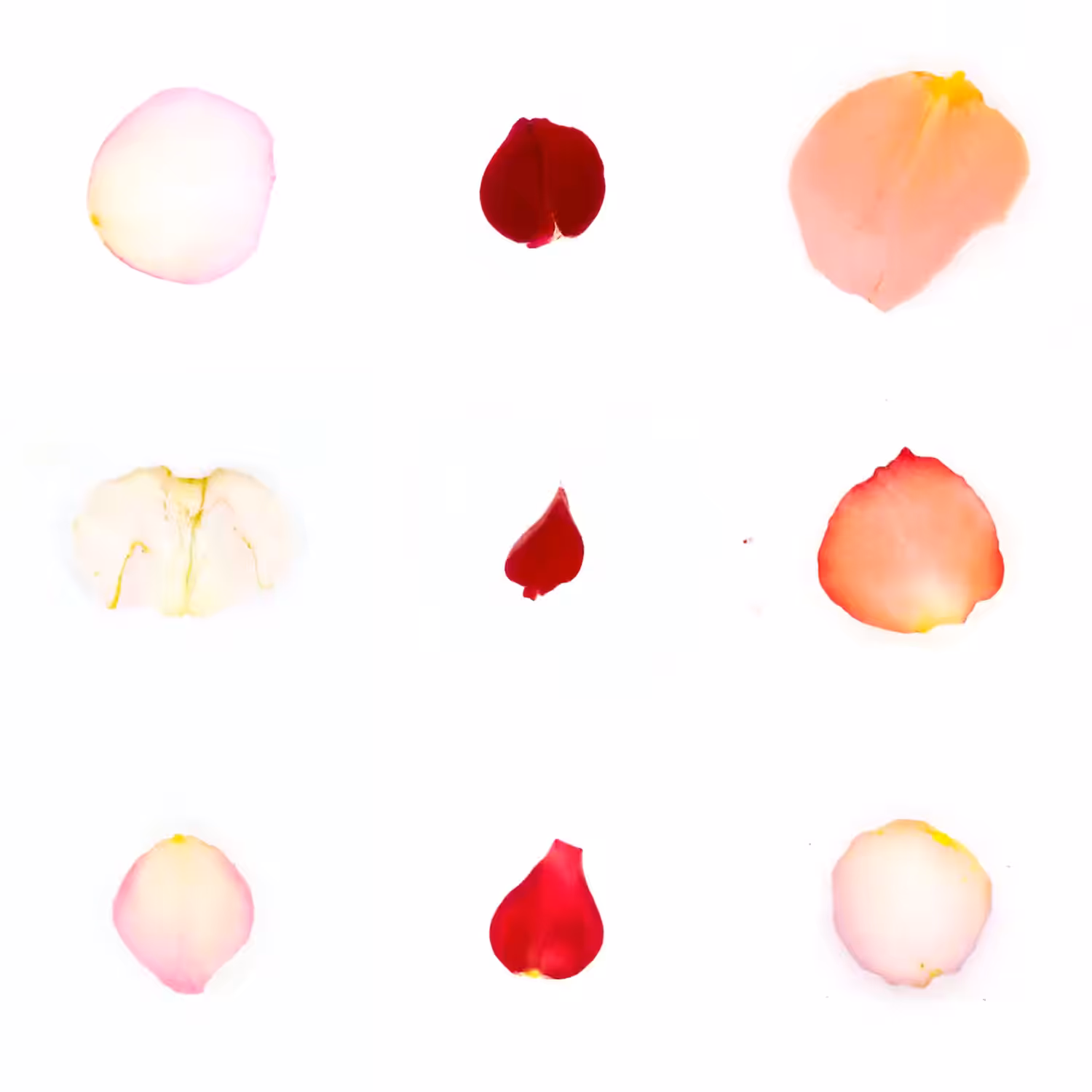 Infinite Petals 3x3#3403