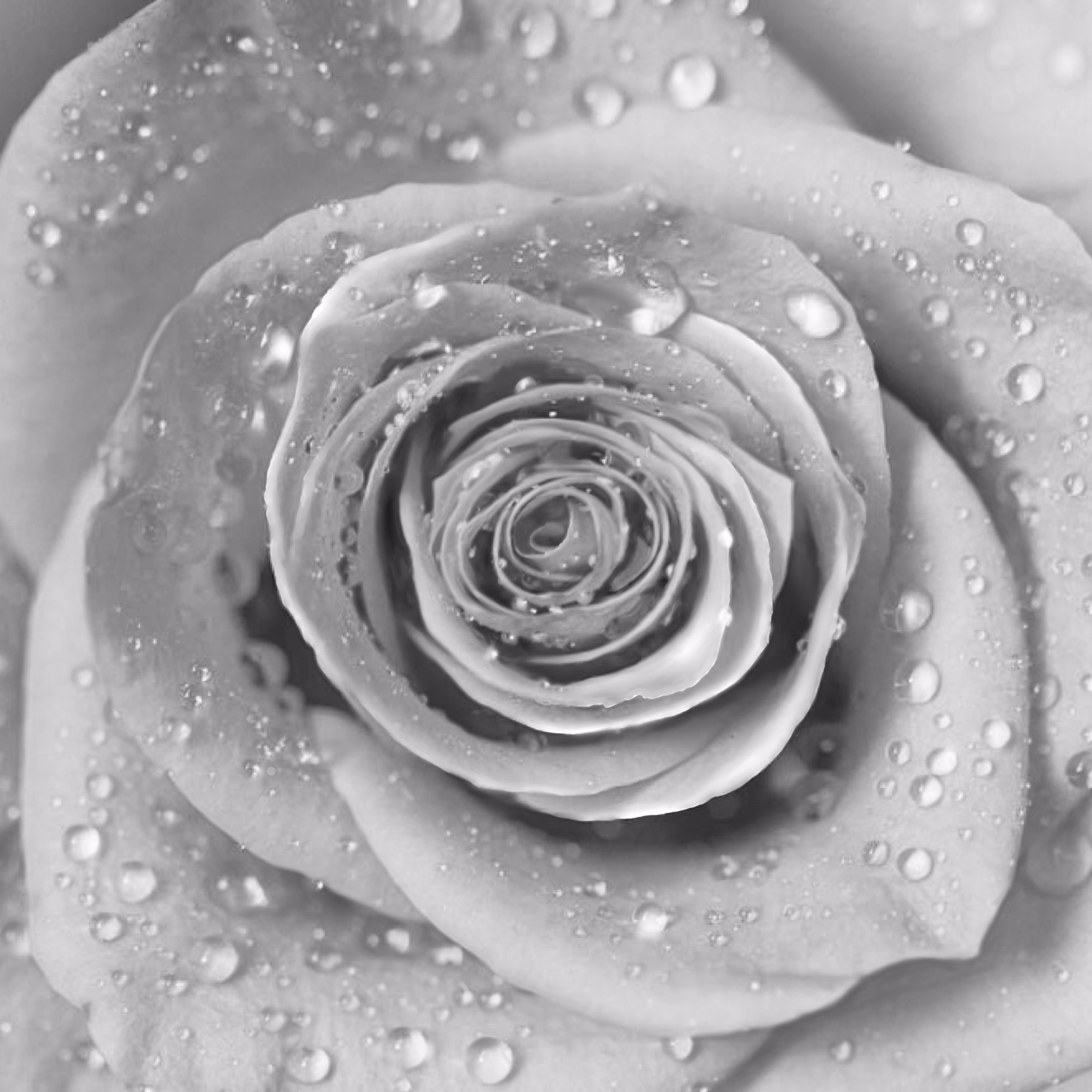 White Rose 