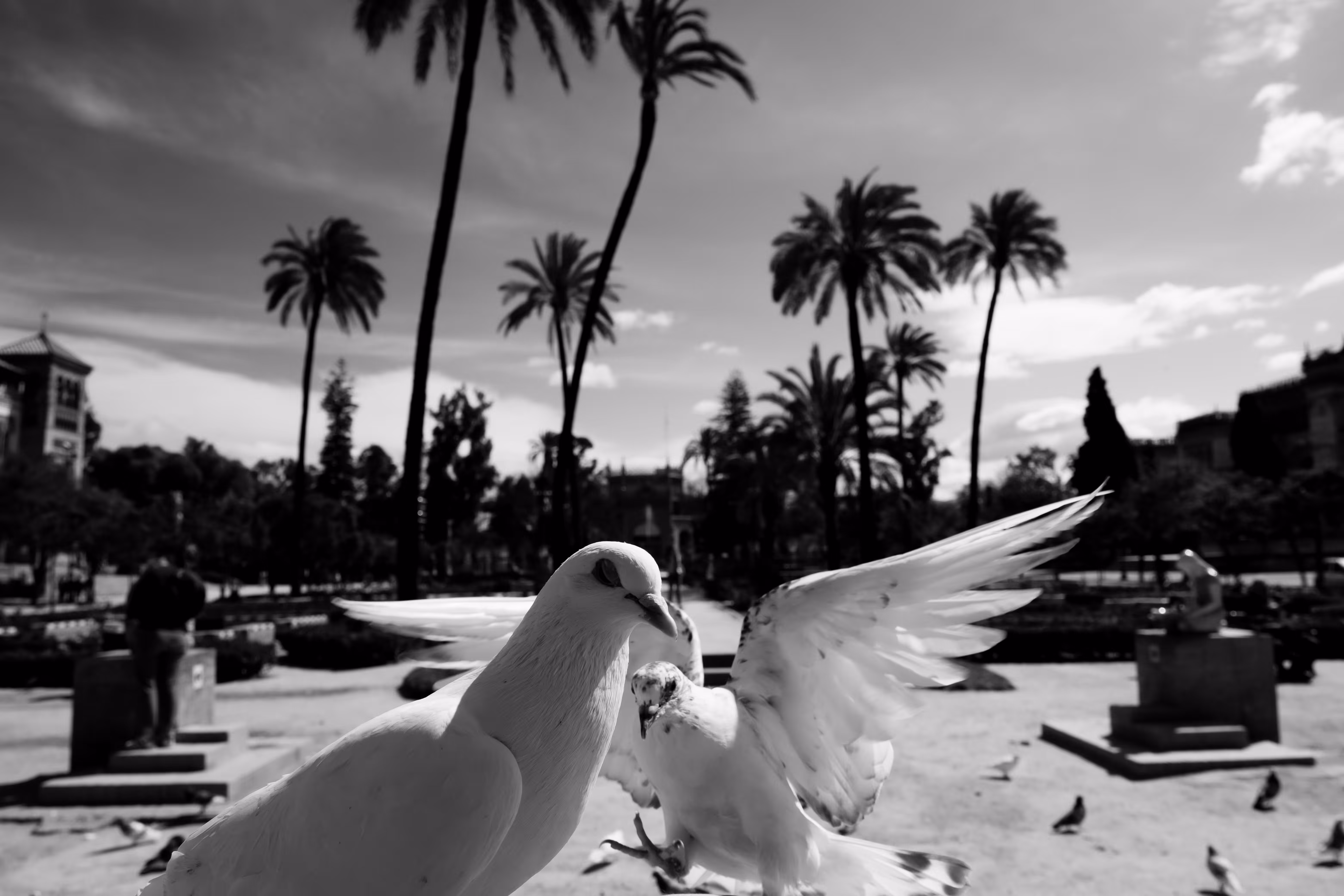 The Sevillan Pigeons