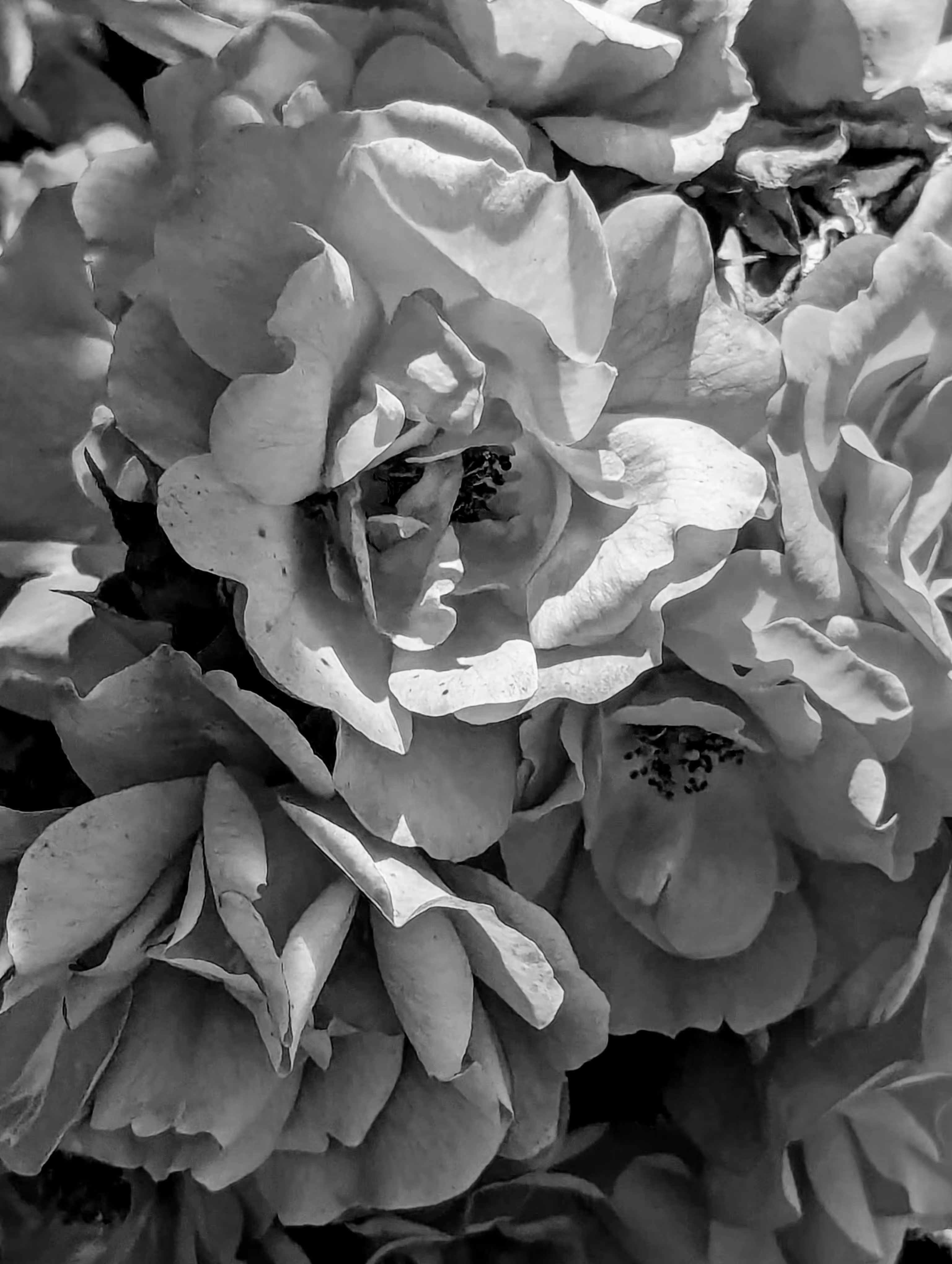 Luke_0x1 Photography : Cluster