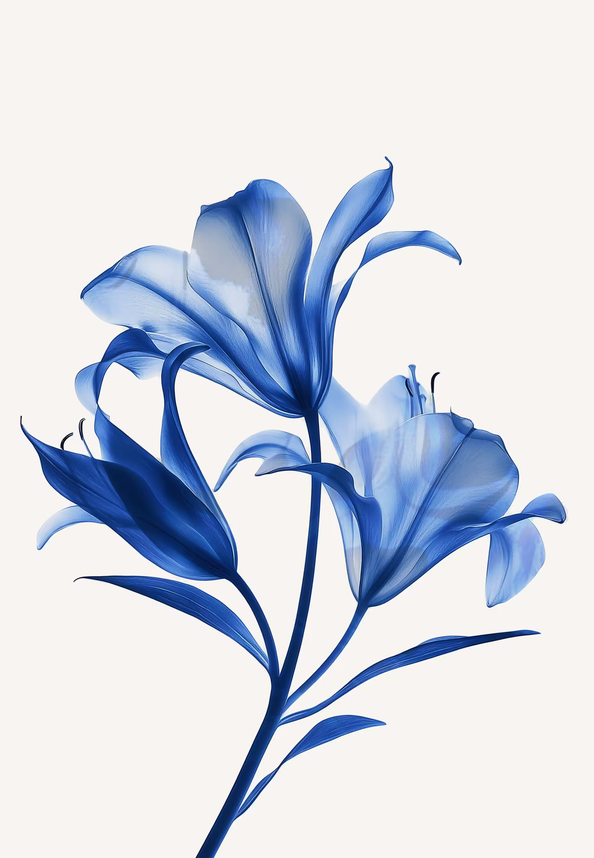 neural petals