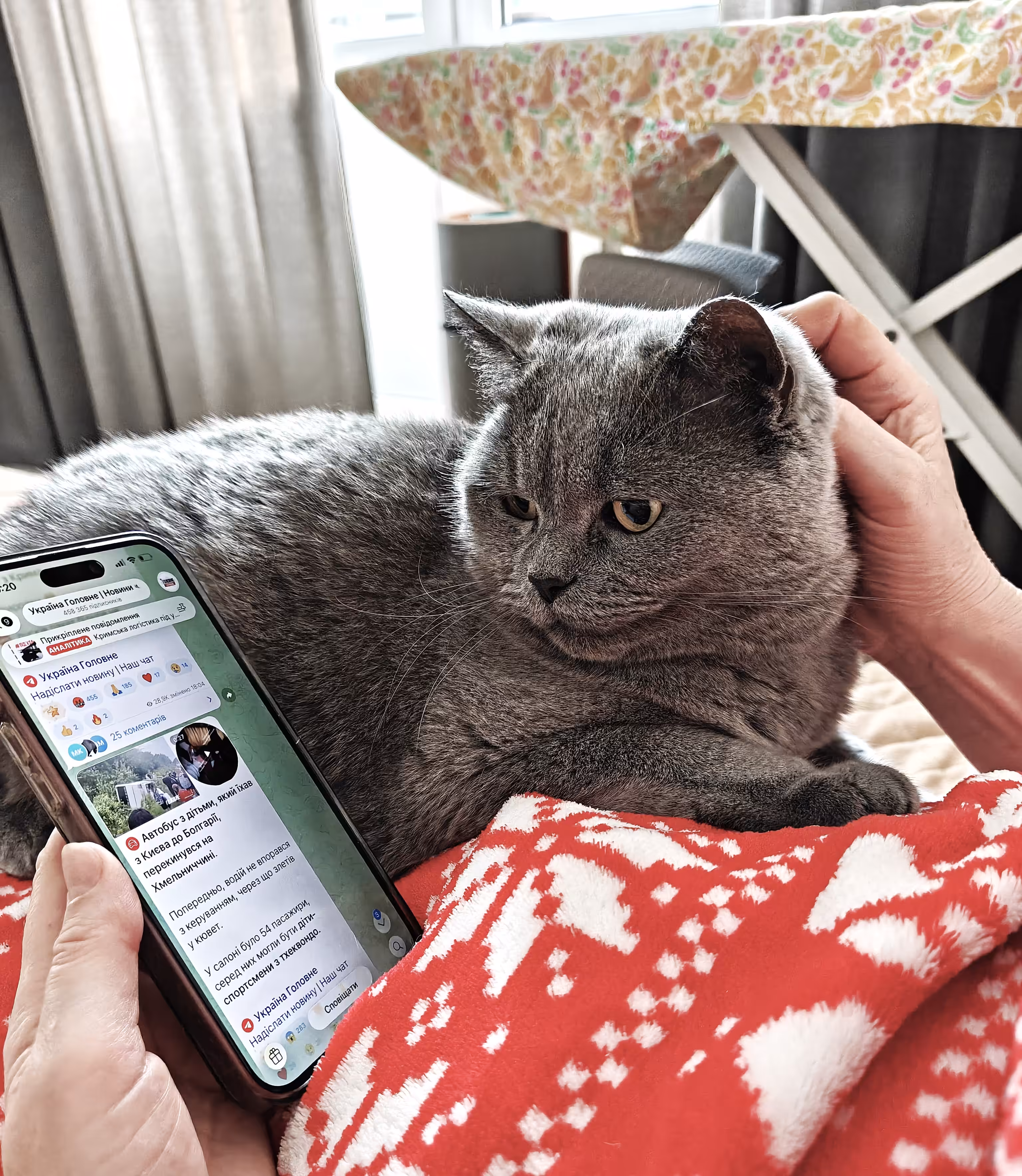 Smart kitty. What's new in Telegram?