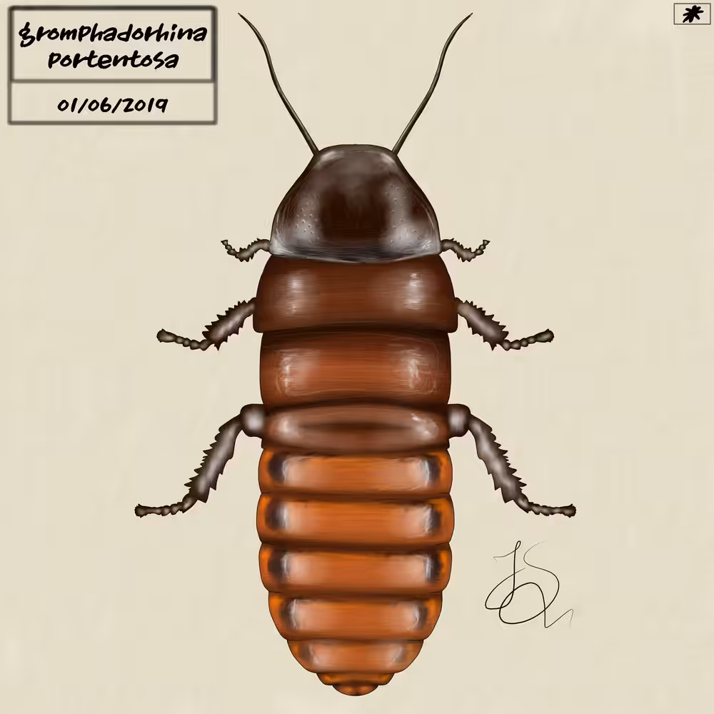 Madagascar Hissing Cockroach