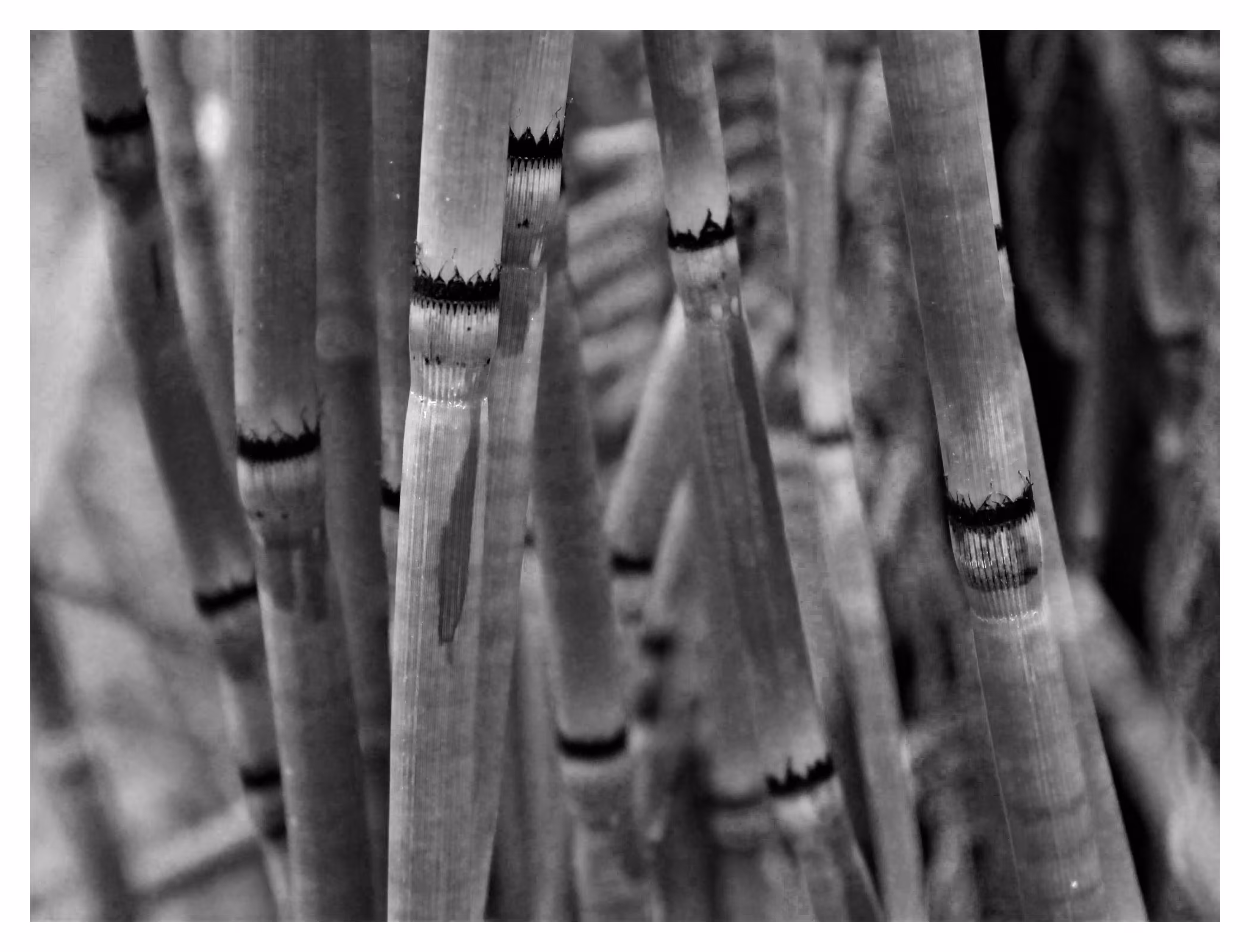 FLORA 11