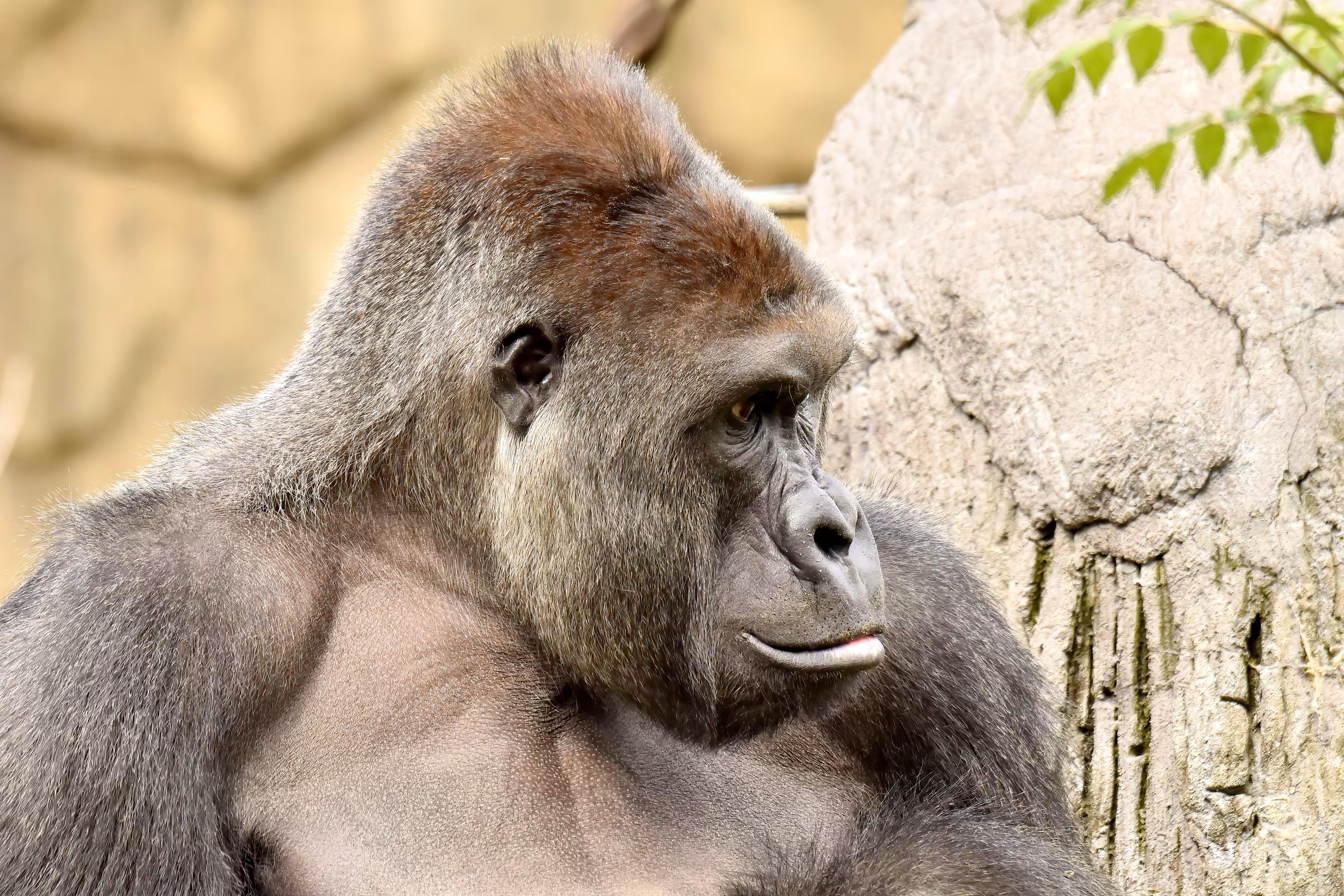 HARAMBE: LEGENDS #282
