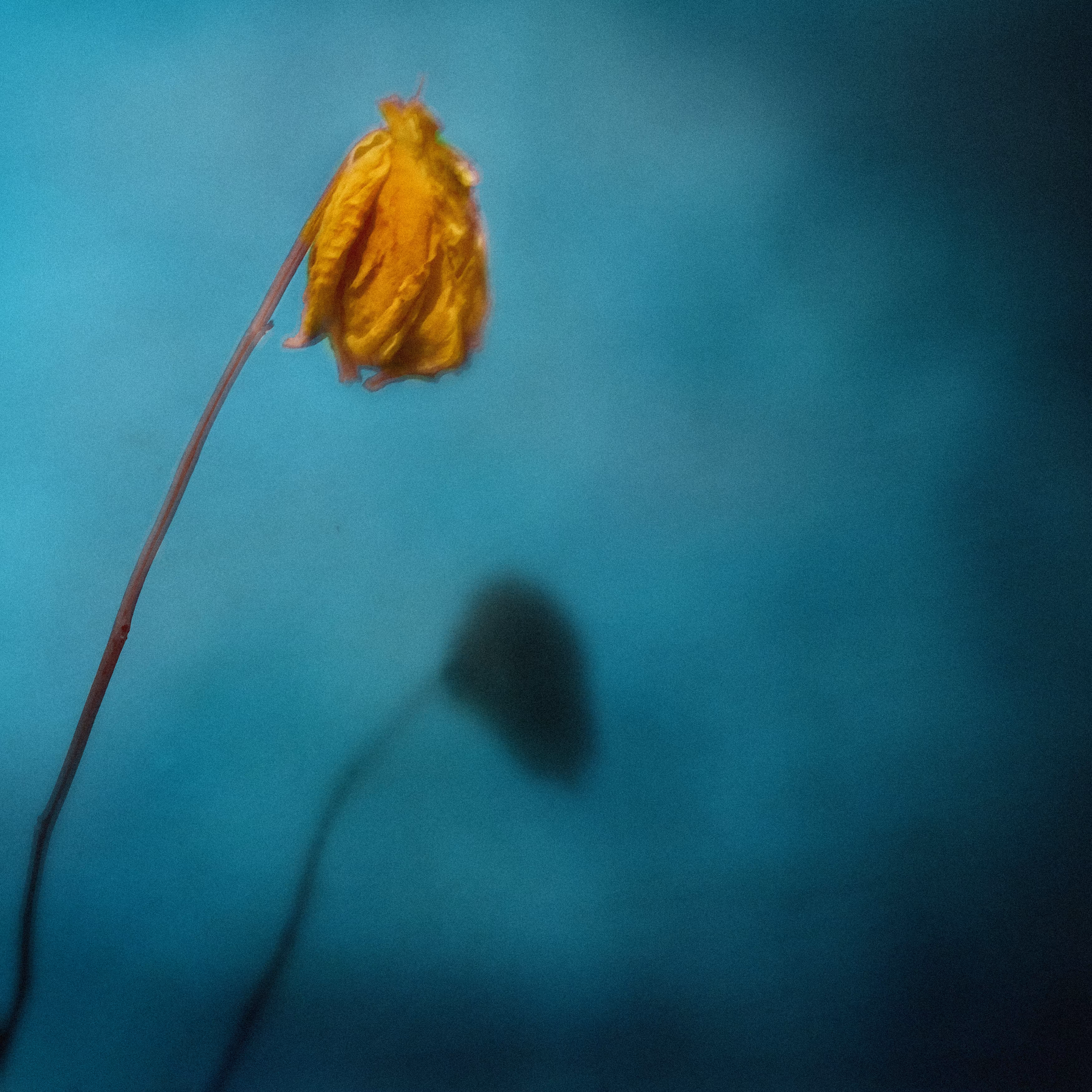 Untitled or A Flower for Baudelaire | From Herbarium Serie