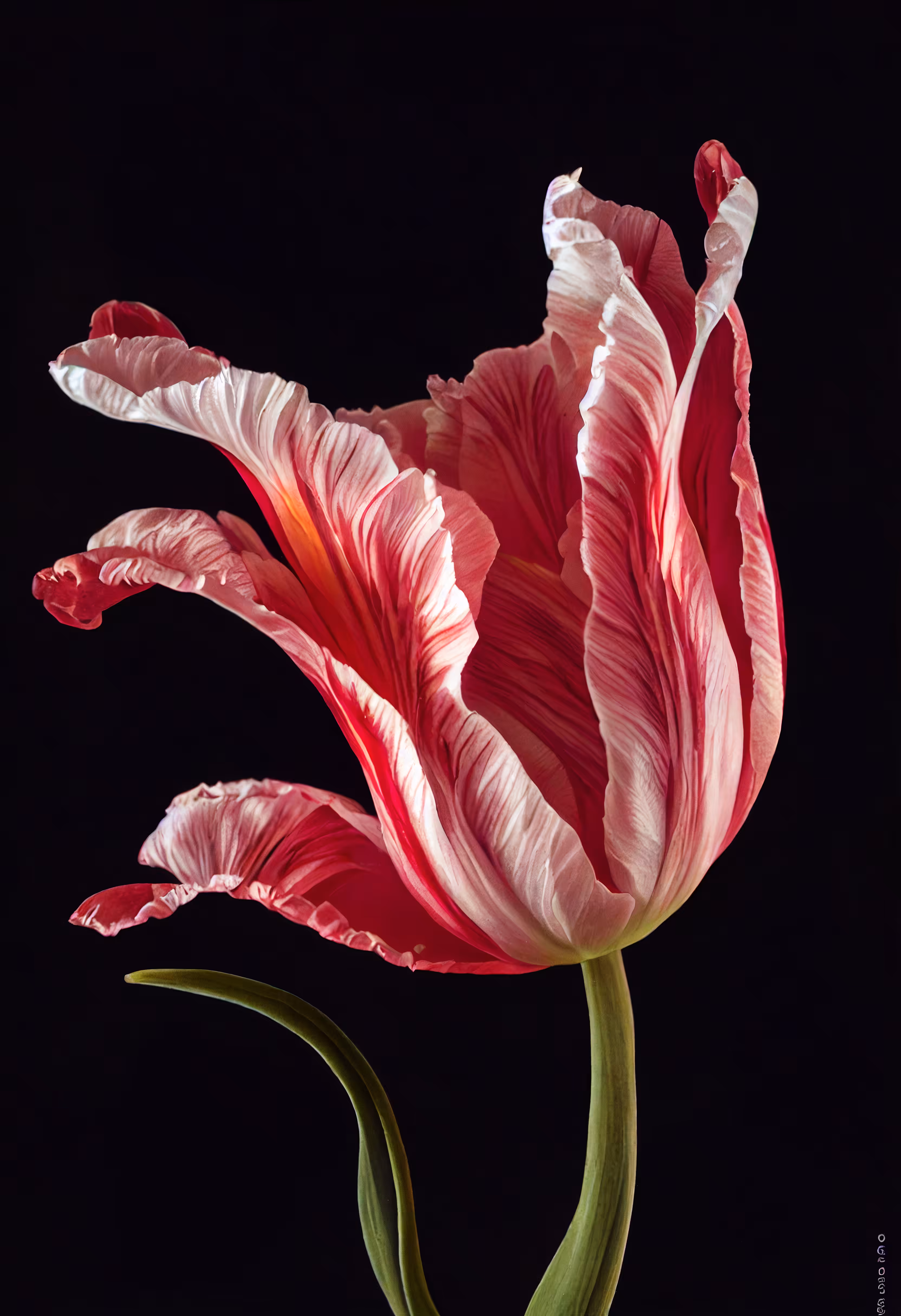 A Flower, Just For You. #133