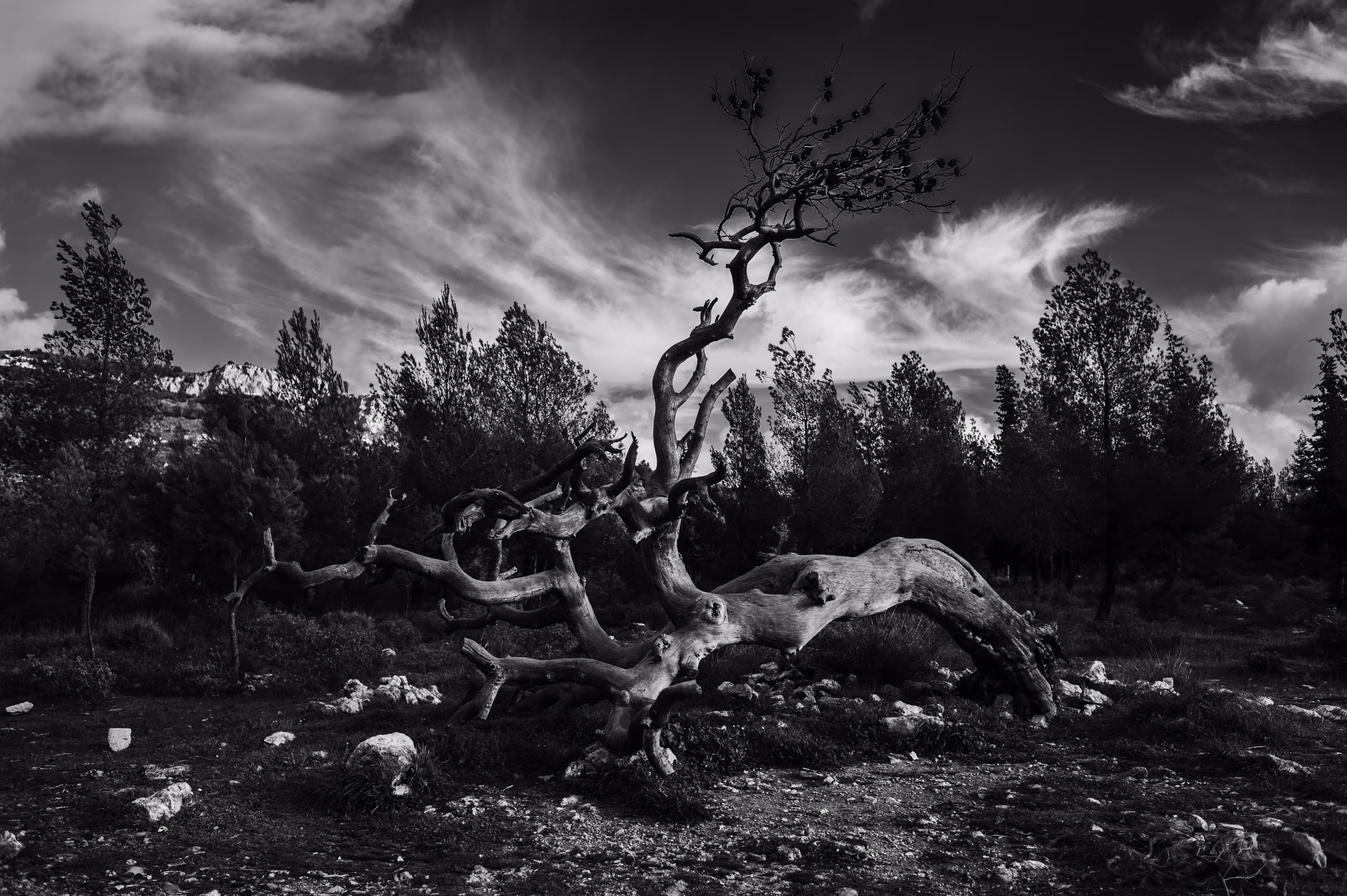 Dead Tree