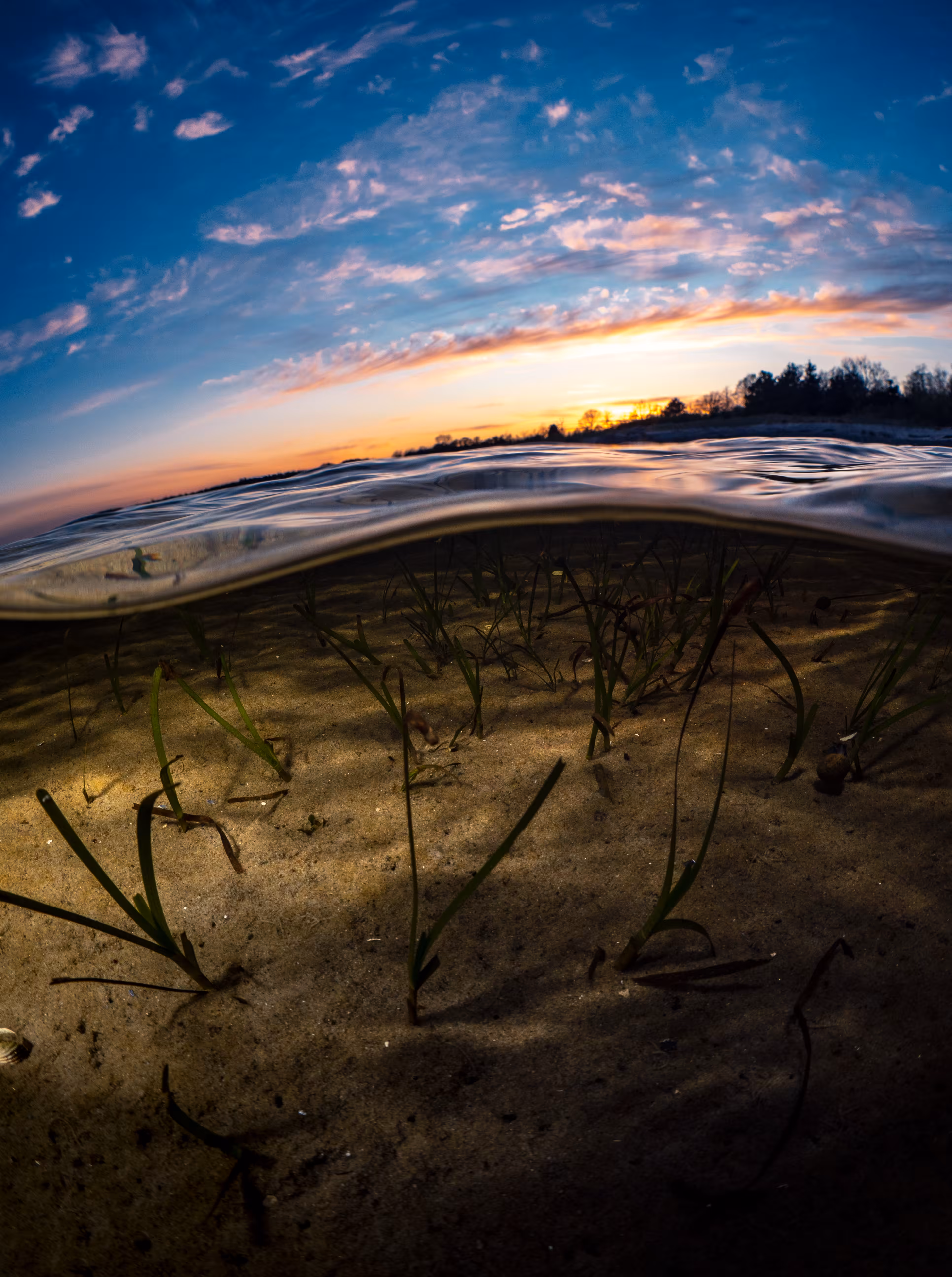 Sea weeds 