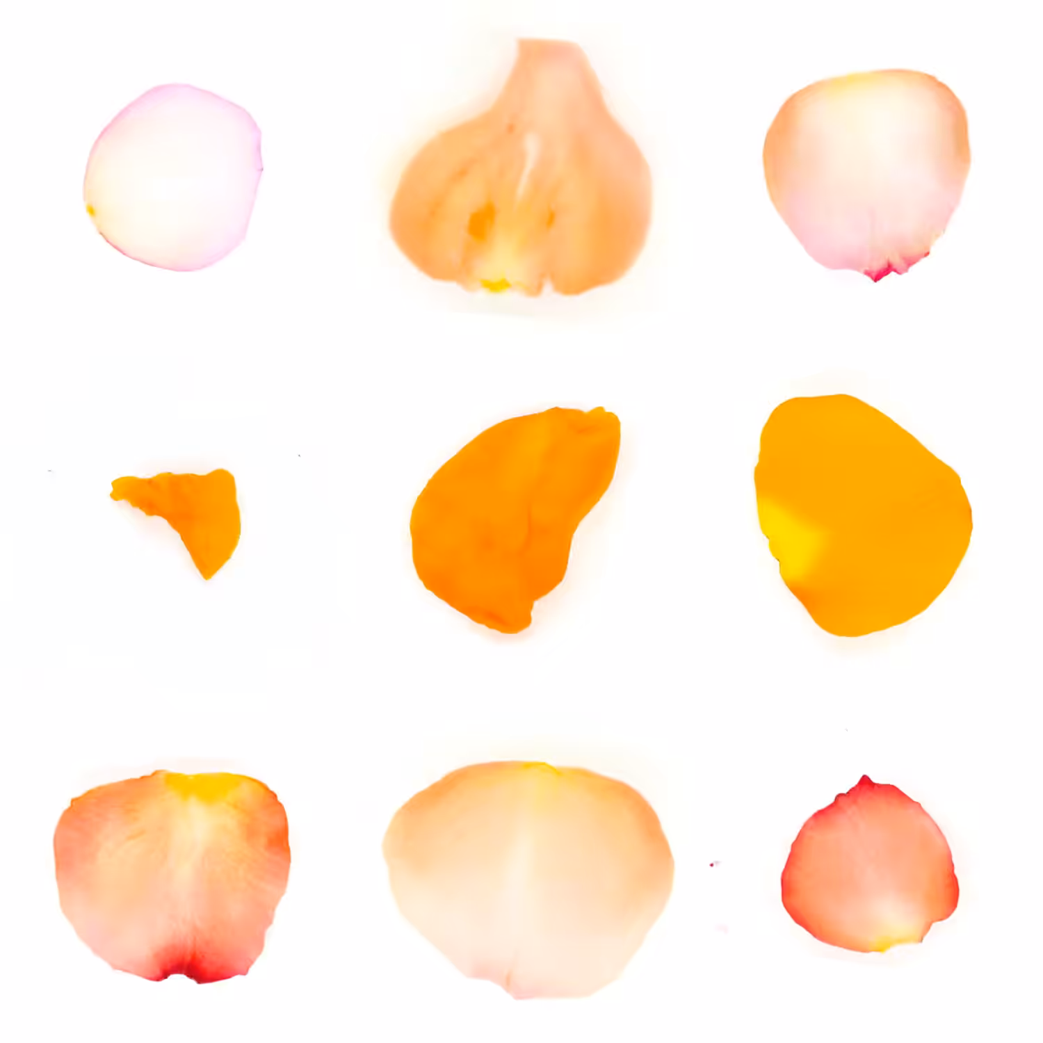 Infinite Petals 3x3#3171