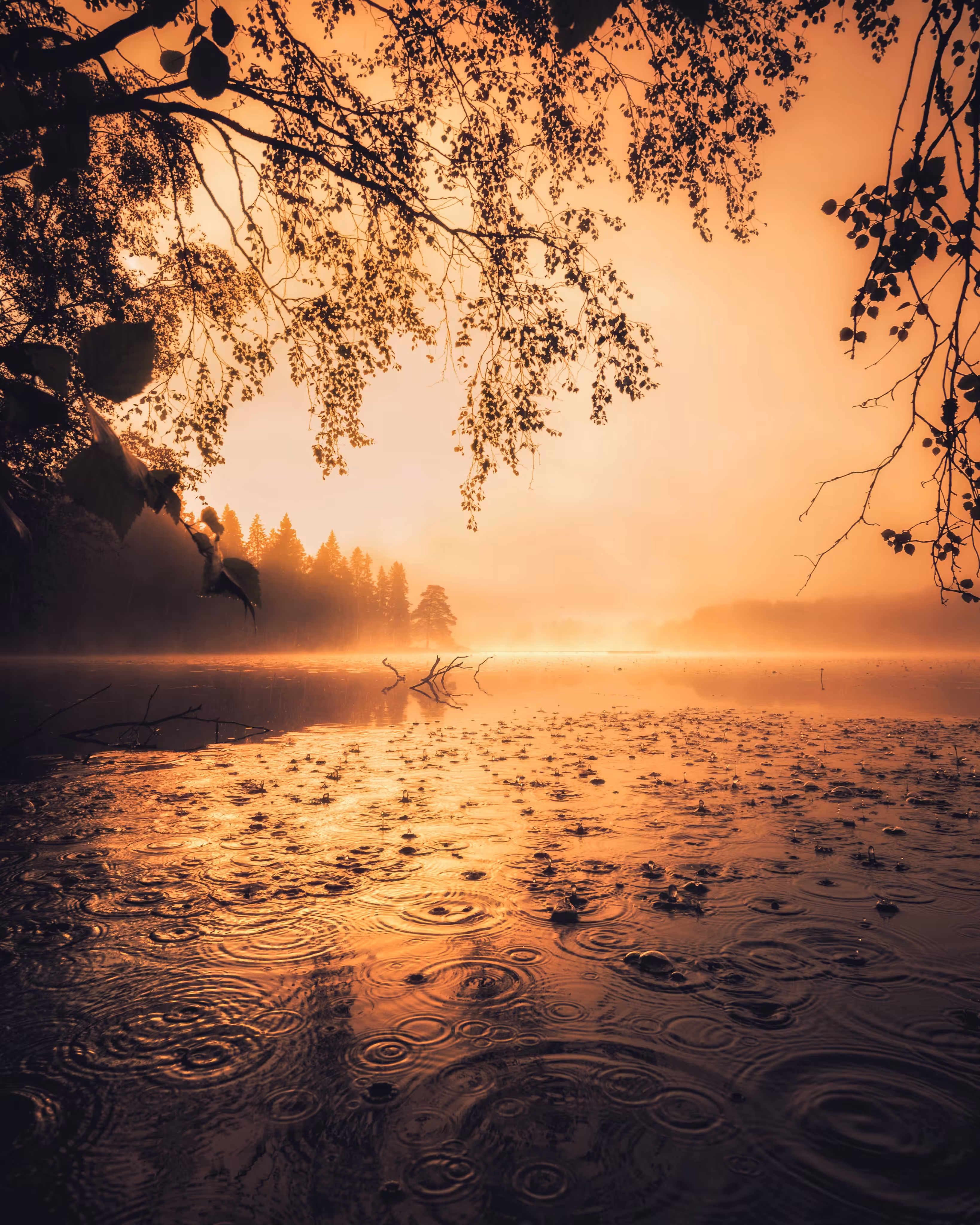 Golden Morning