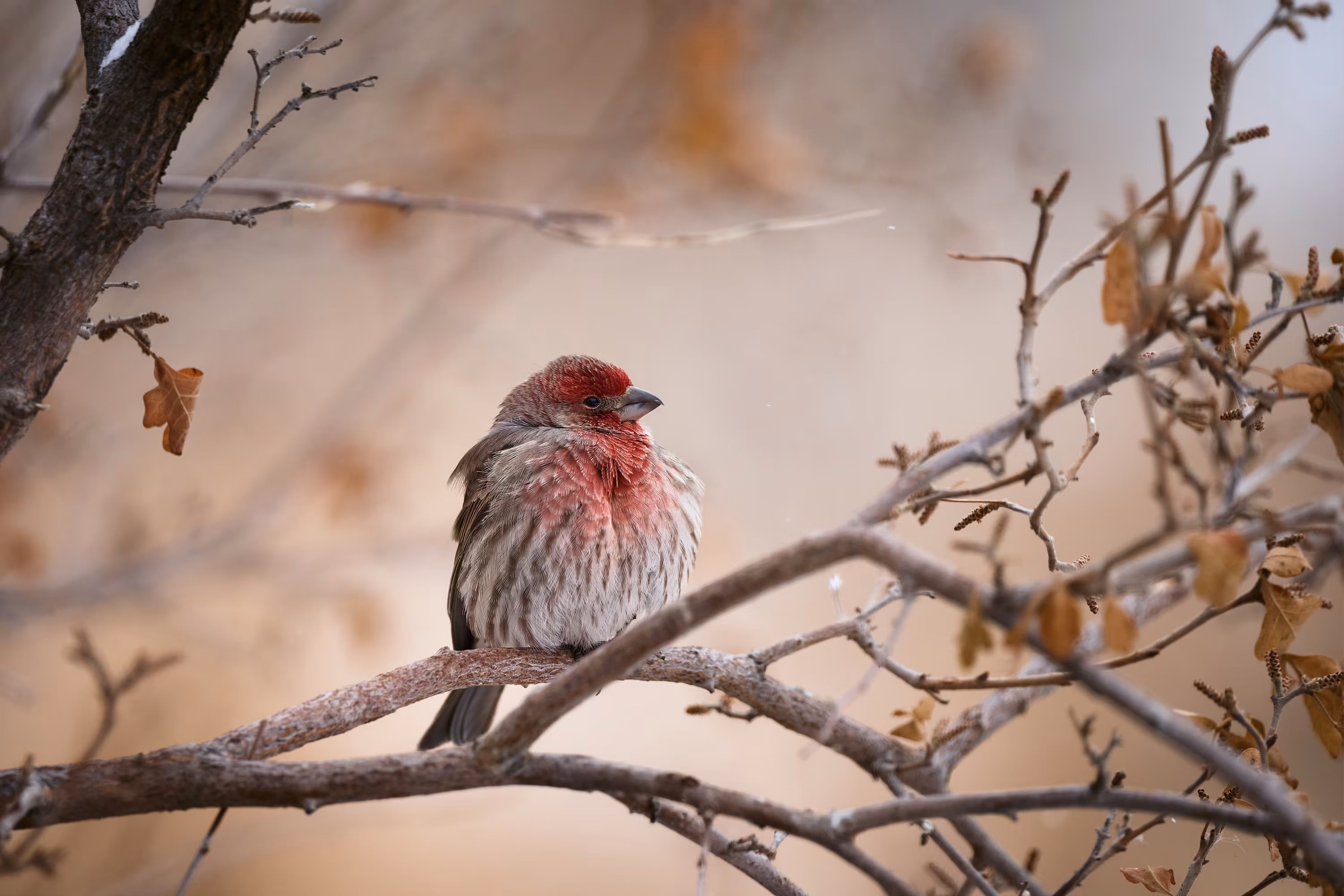 House Finch
