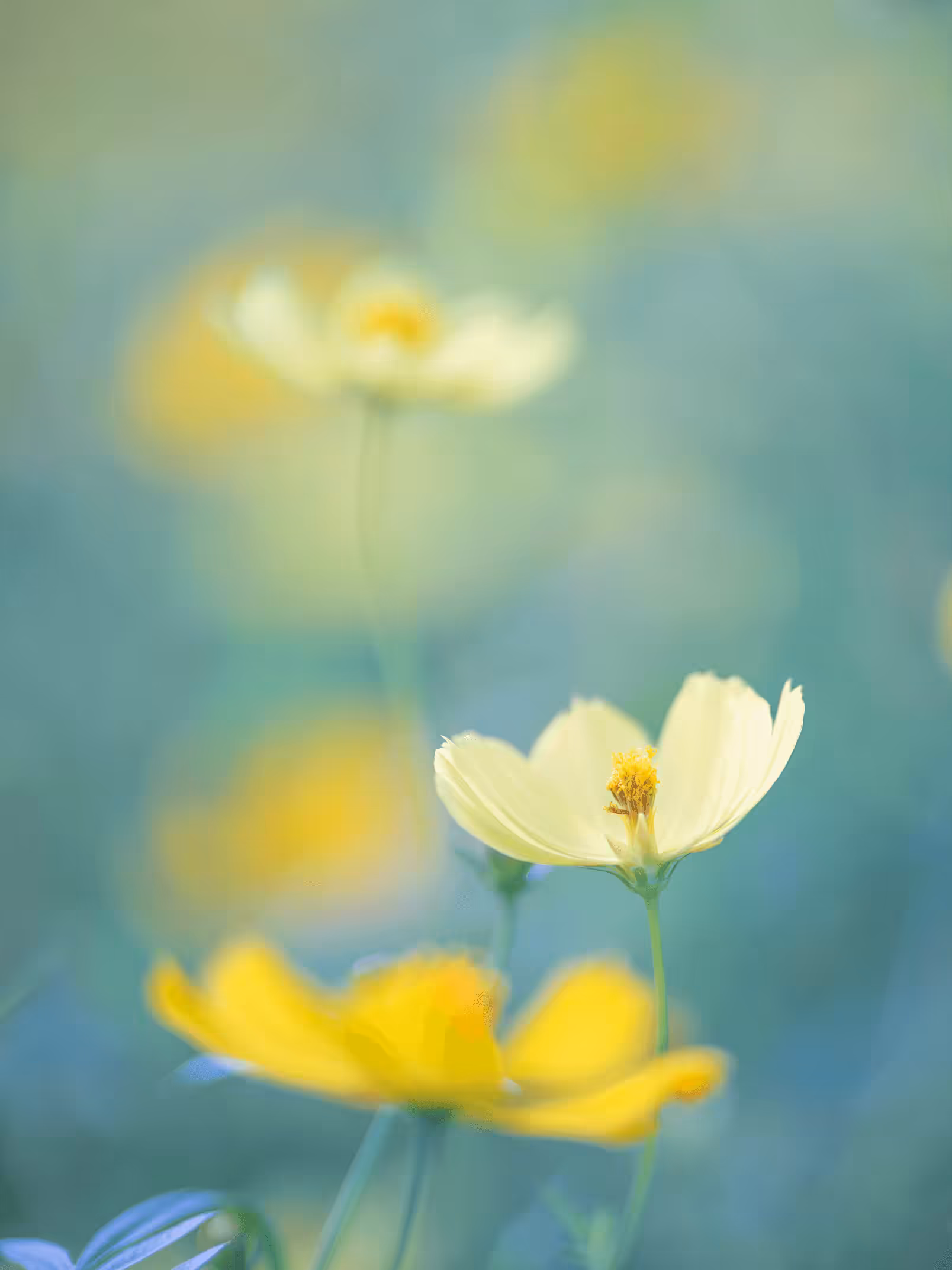 Cosmos#36