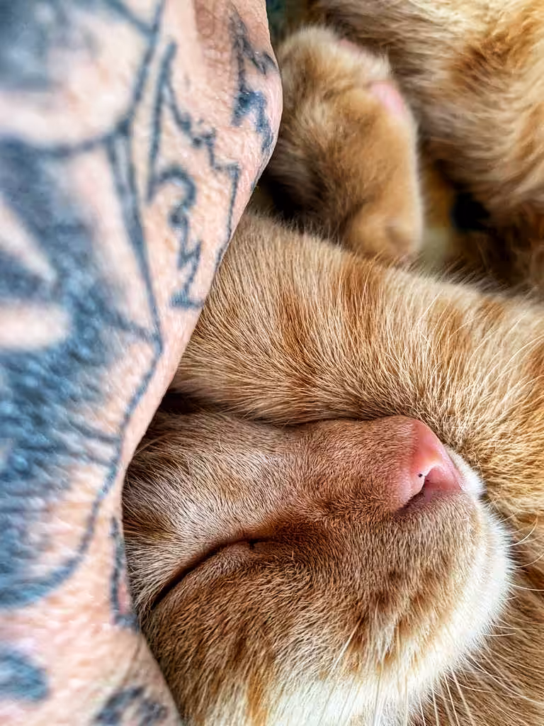 Taking a nap