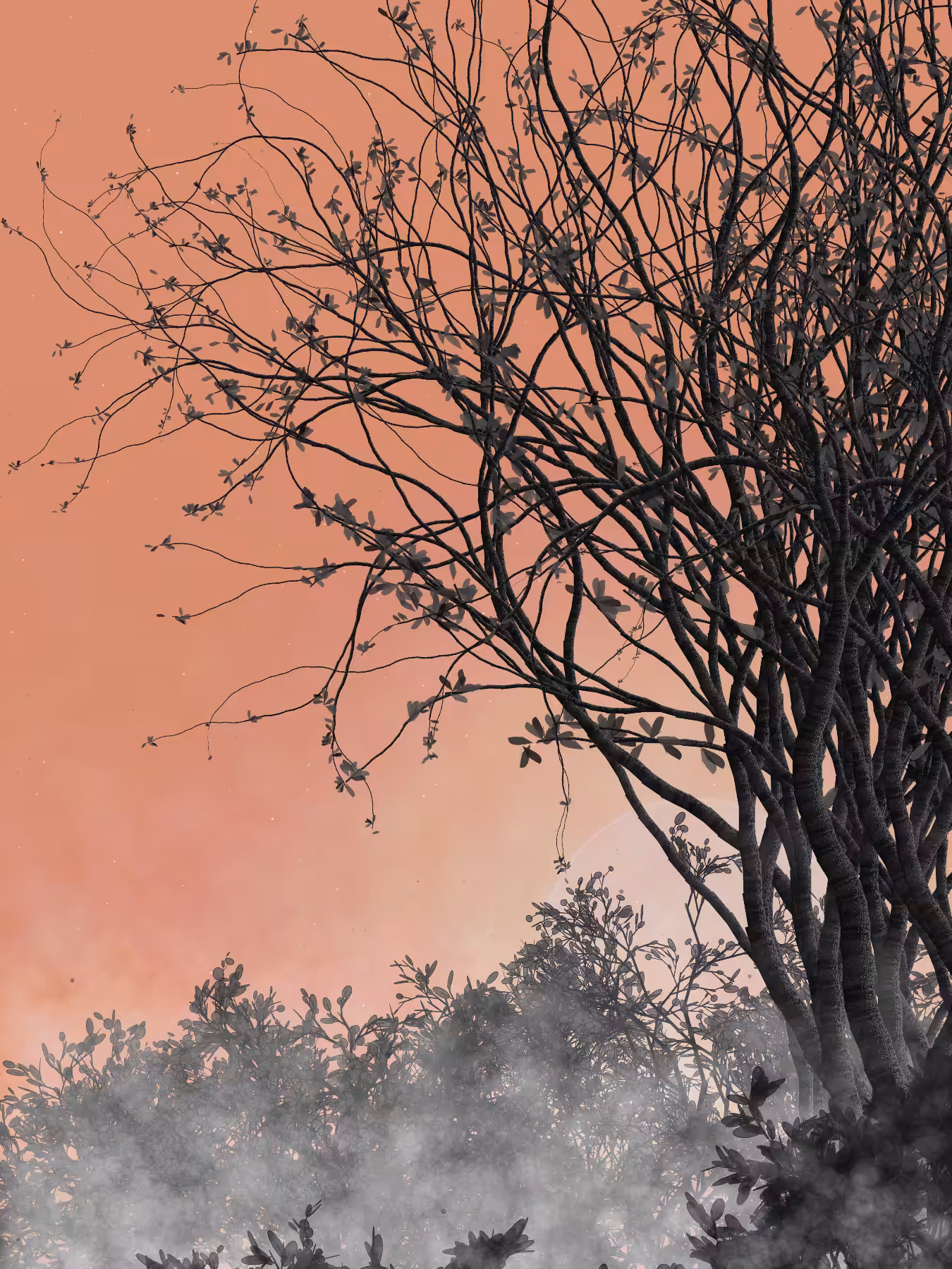 Morning Mist #243