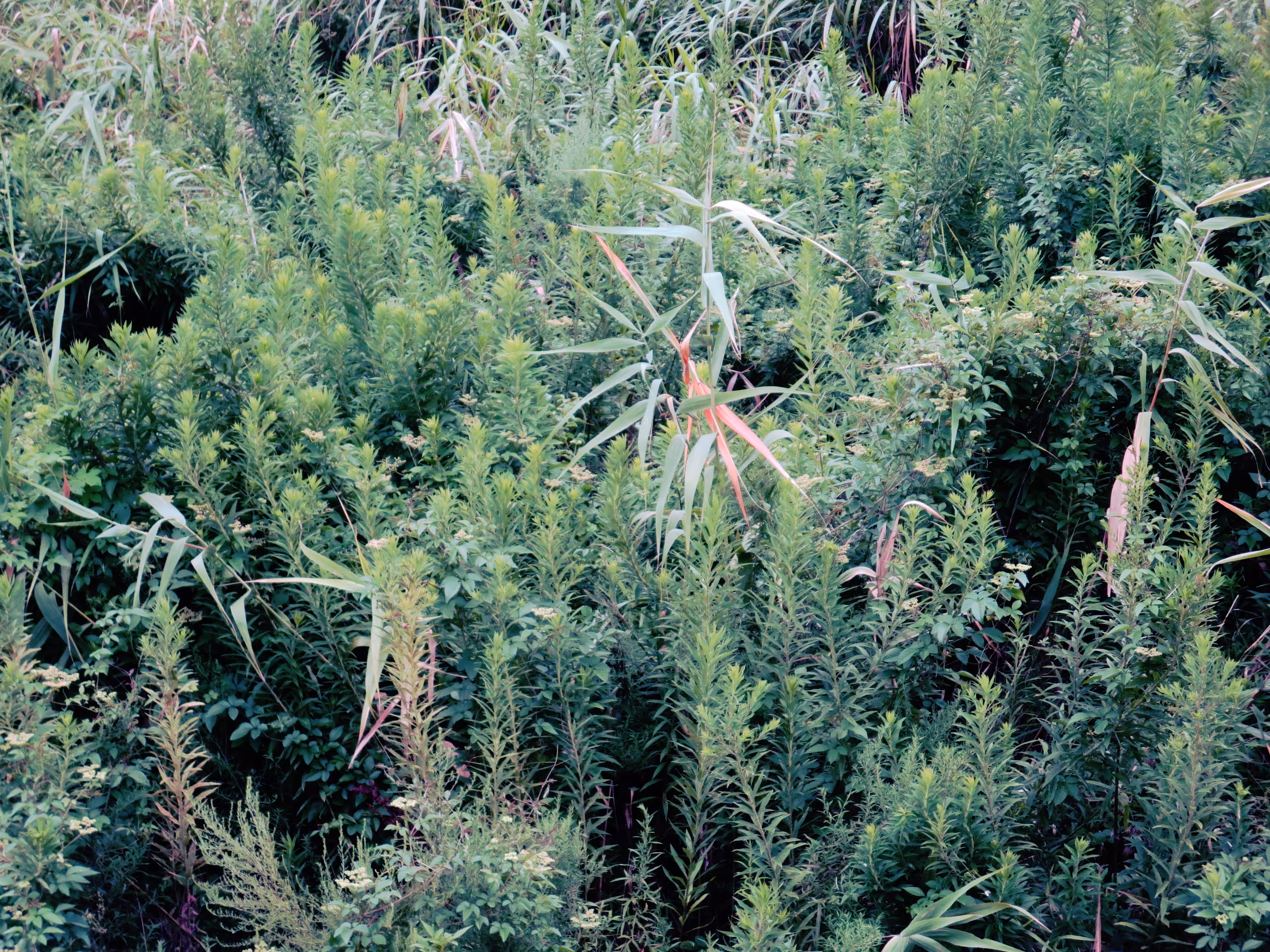 tsuchiura 295