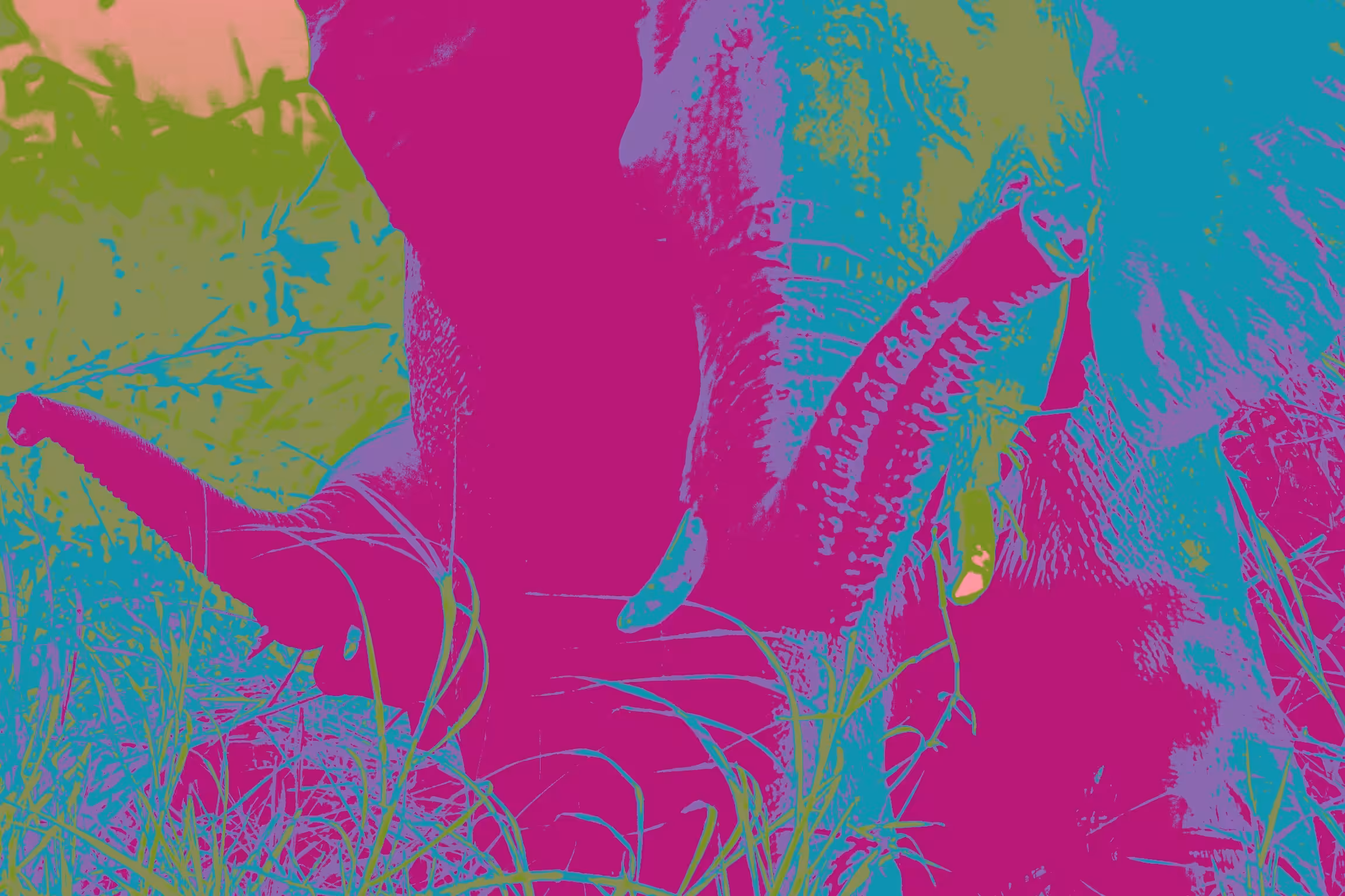 Colors Elephants 
