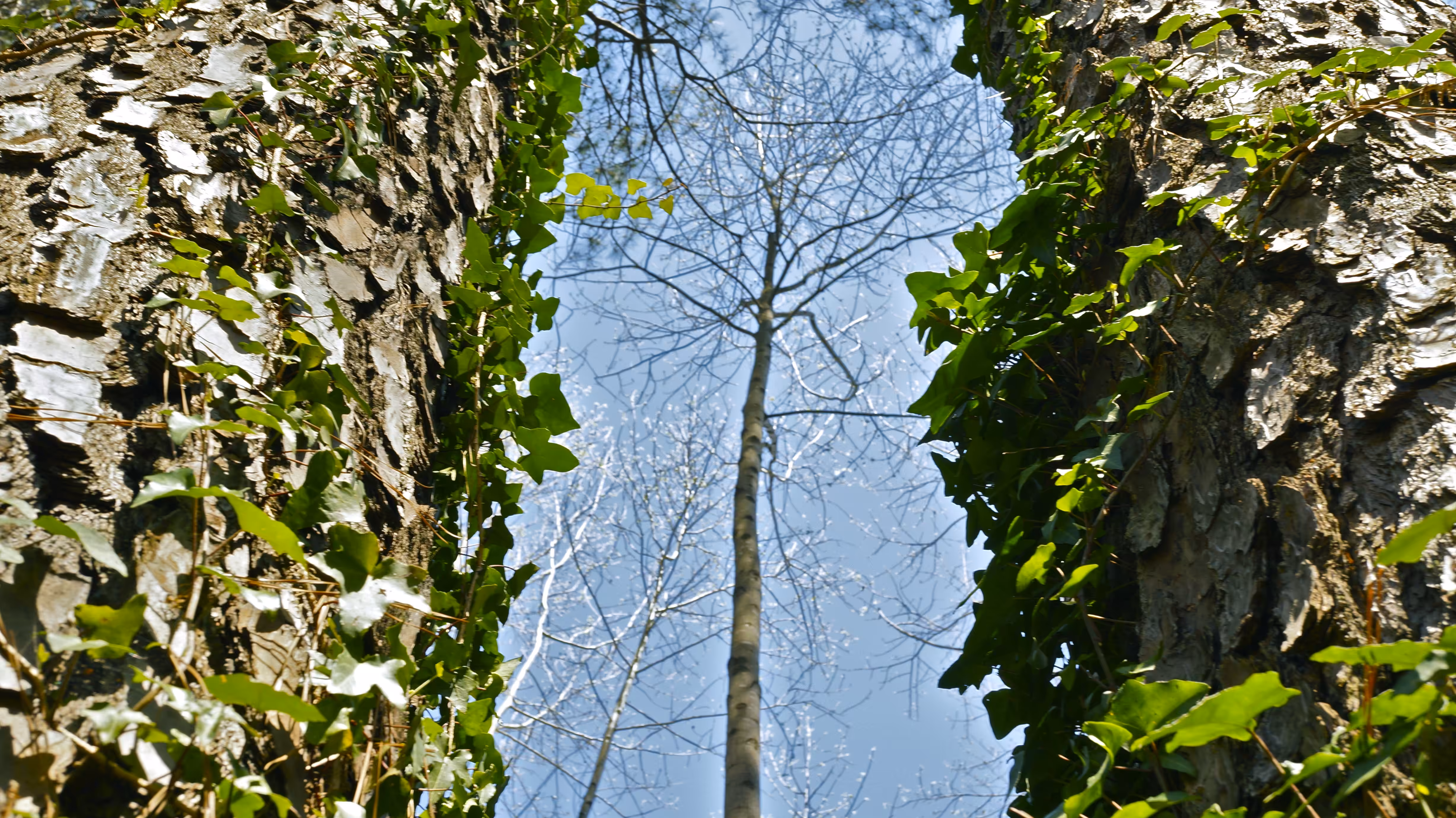 Through The Trees