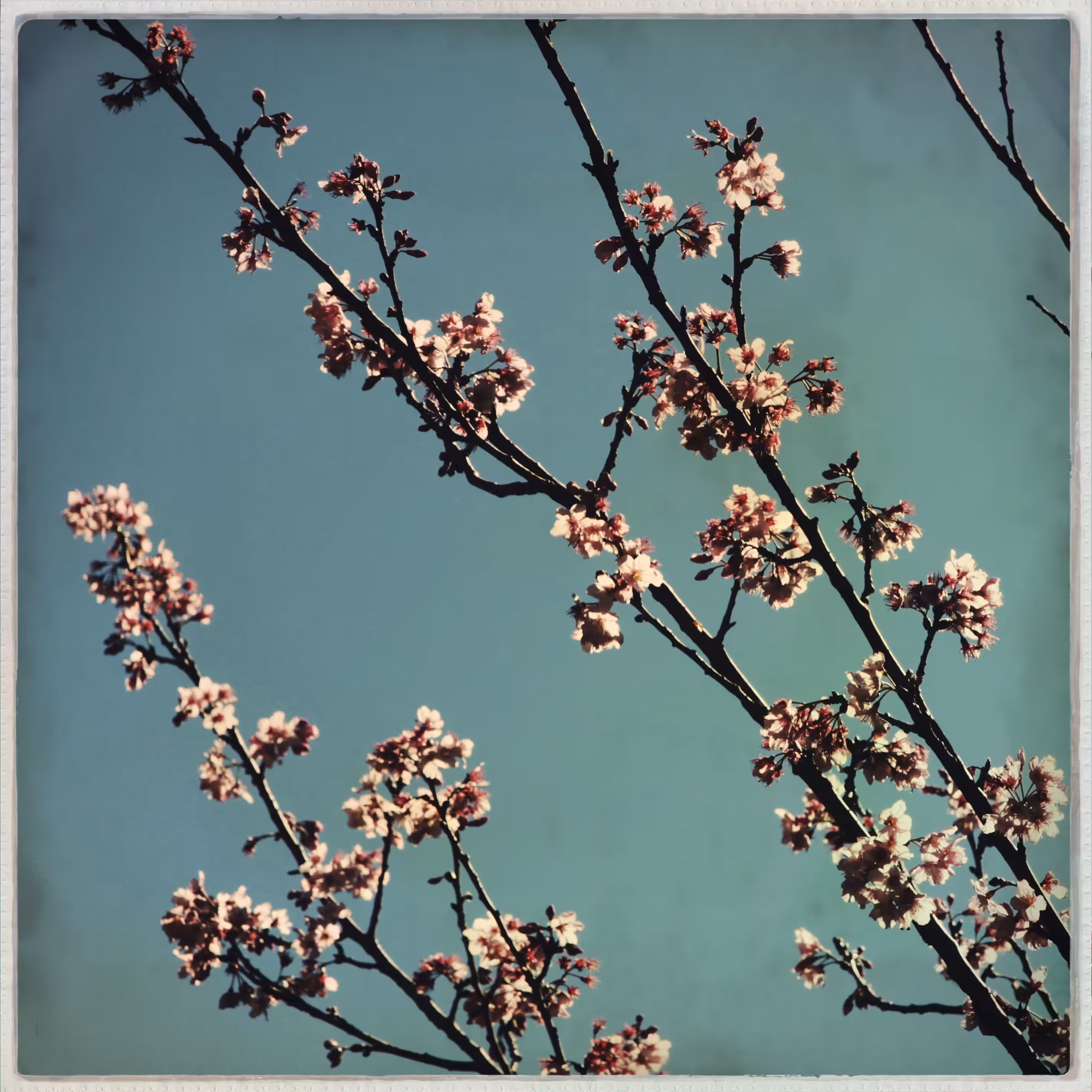 Branches #4