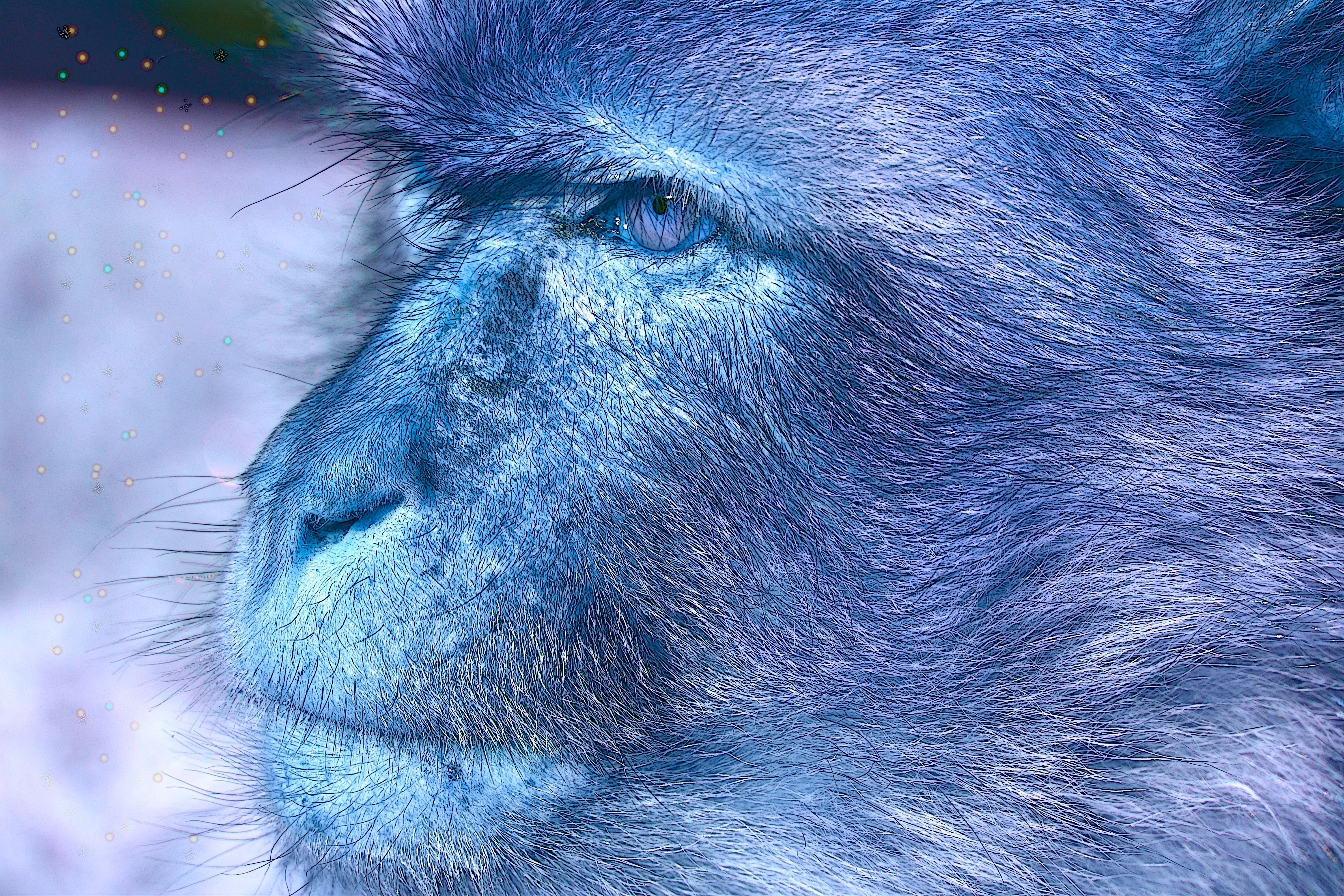 Great Ape  - the Wild Rock Ape - Bert the Monkey