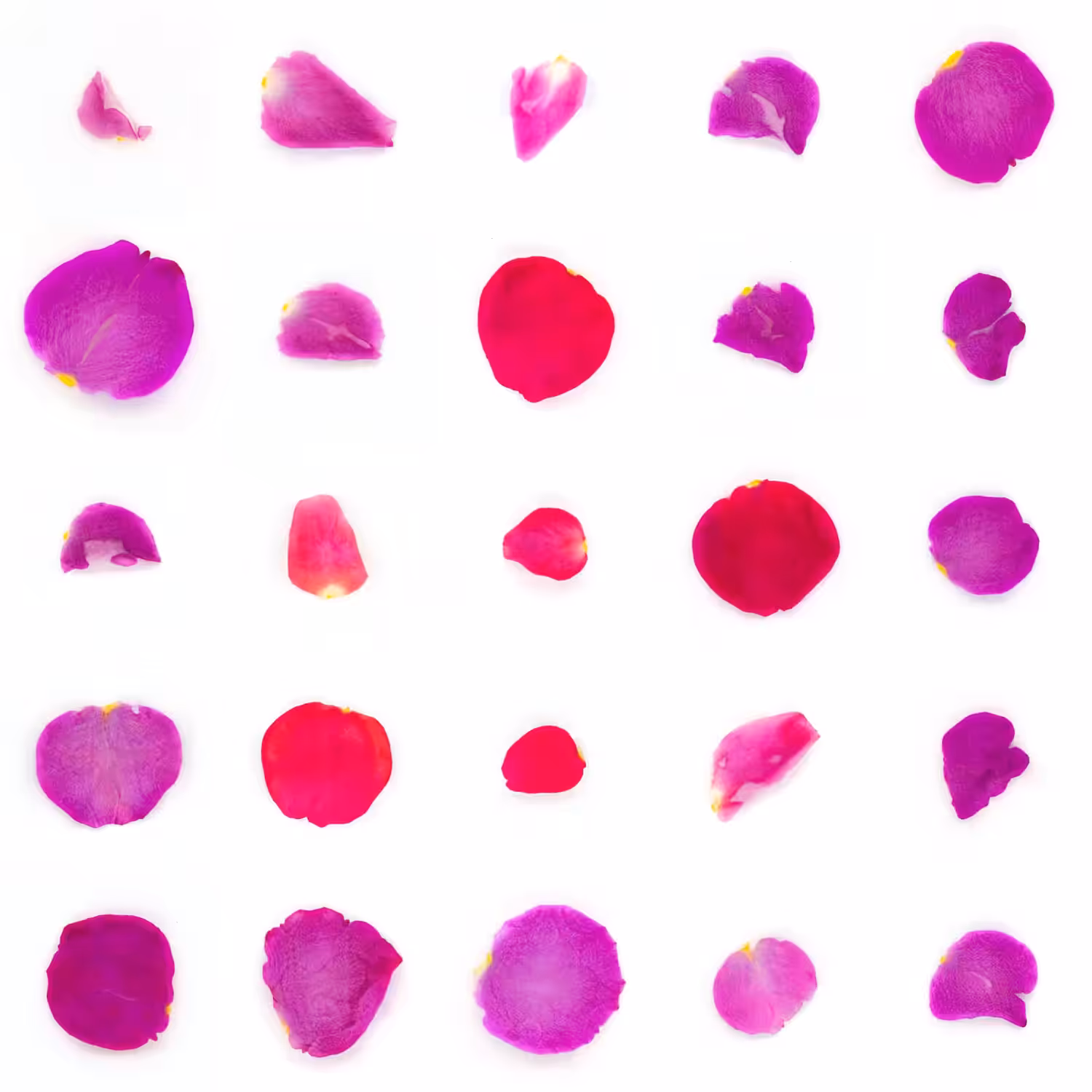Infinite Petals 5x5#20442