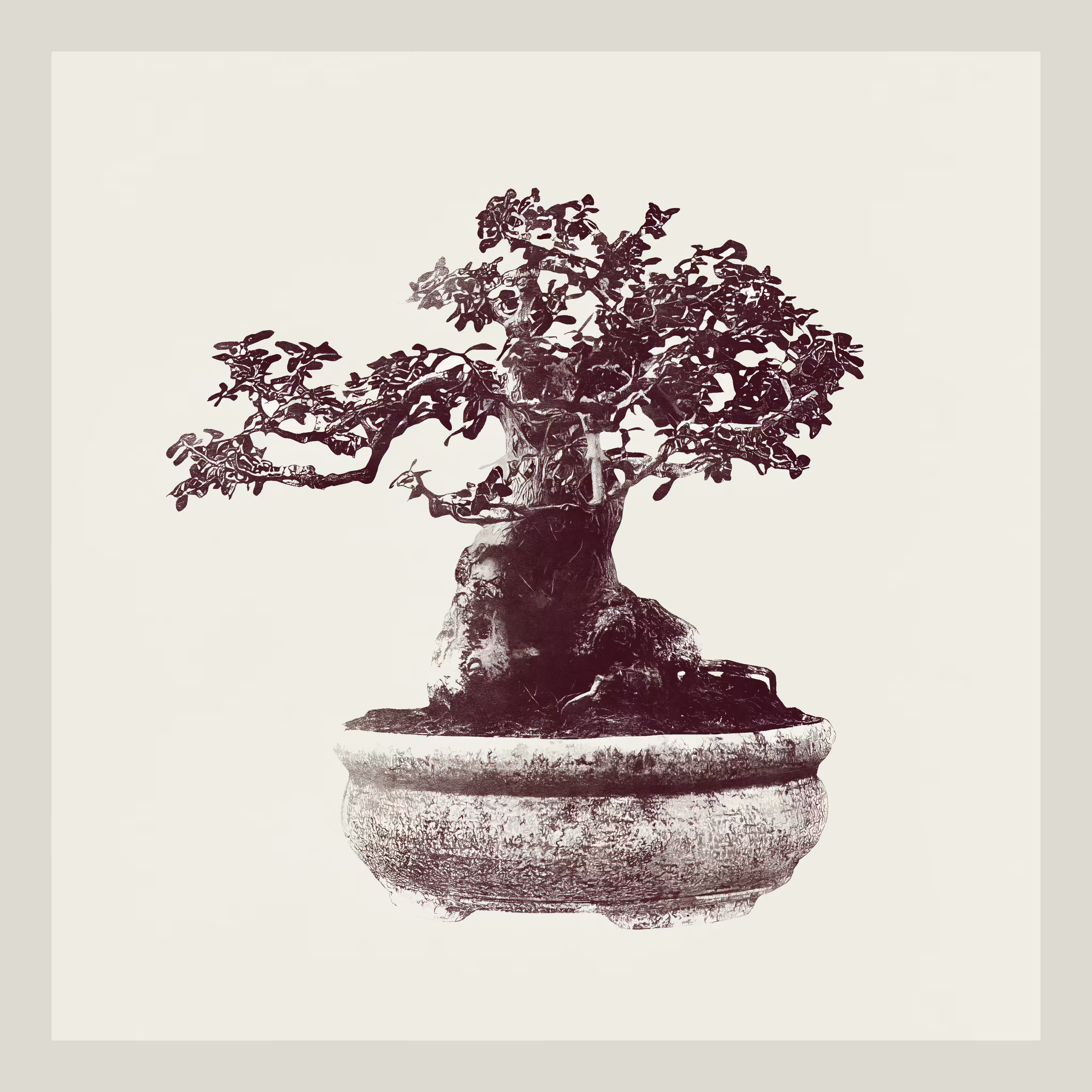 Wild Olive Bonzai generative tree