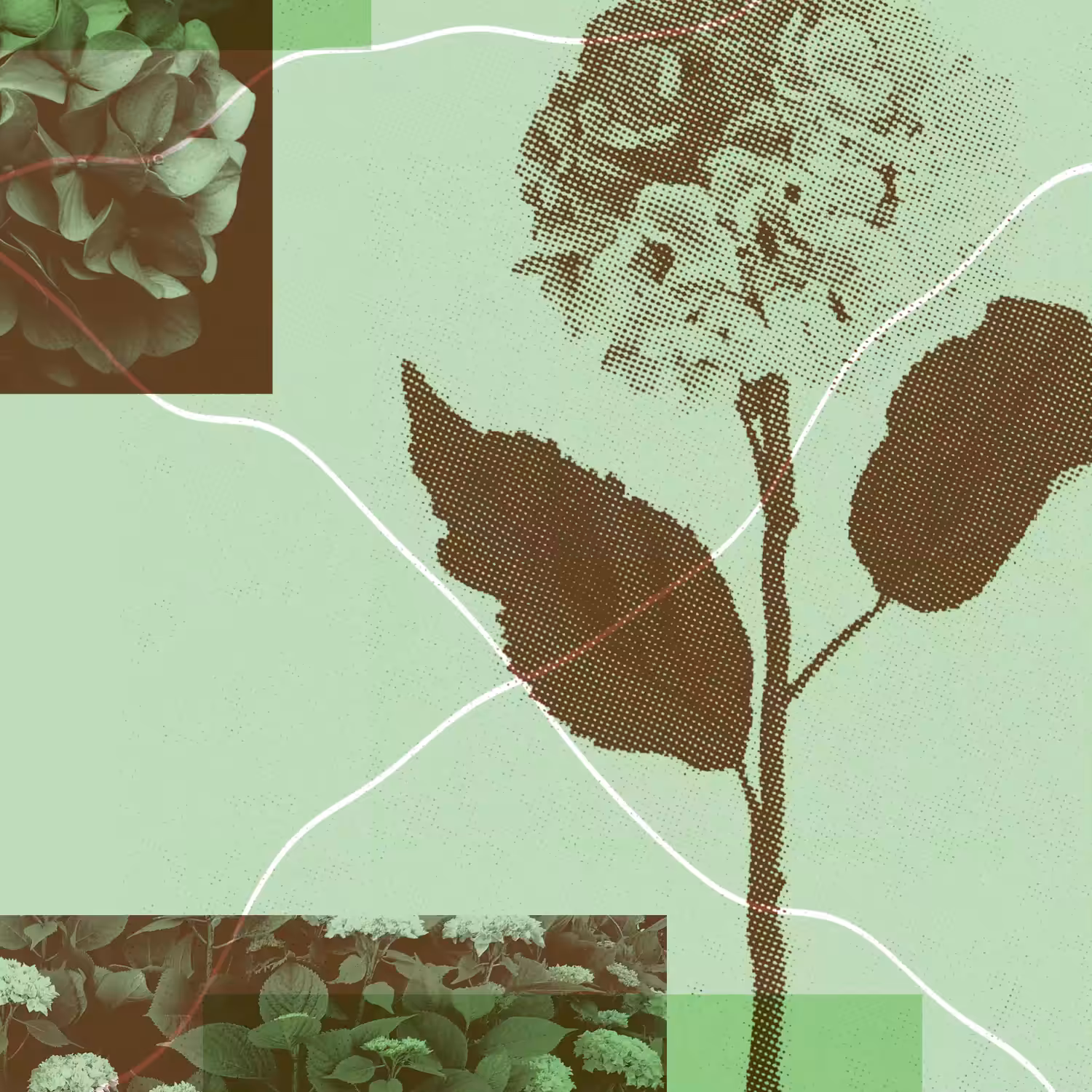 [001] Hydrangea macrophylla