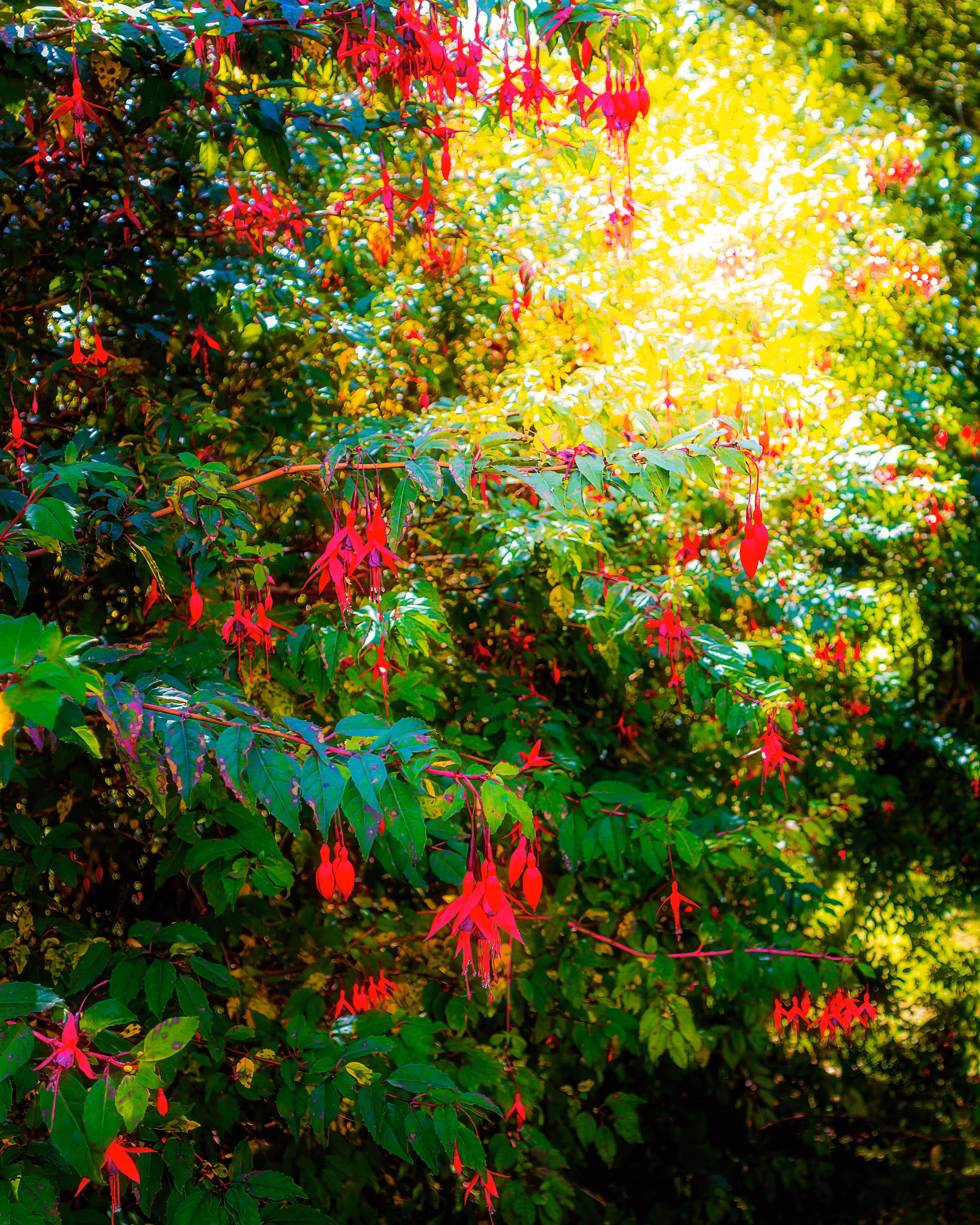 Wild Fuchsias Frollicking in the County Clare Countryside