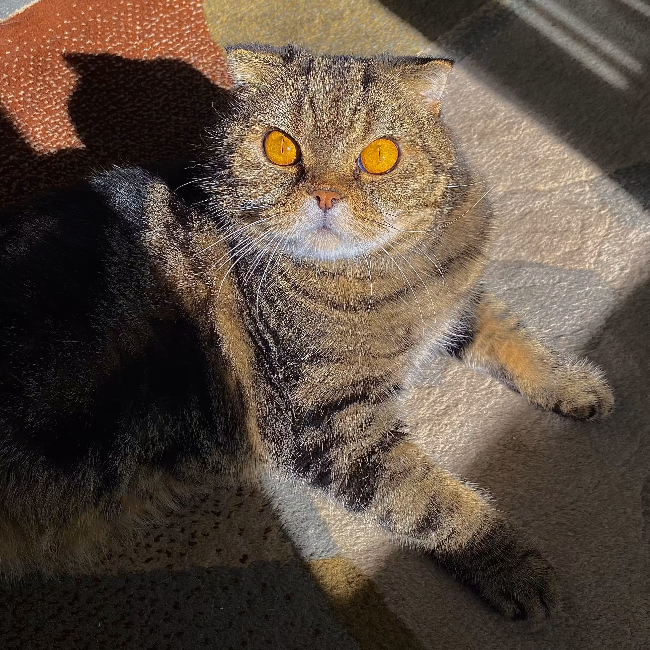 The Amber Eye 