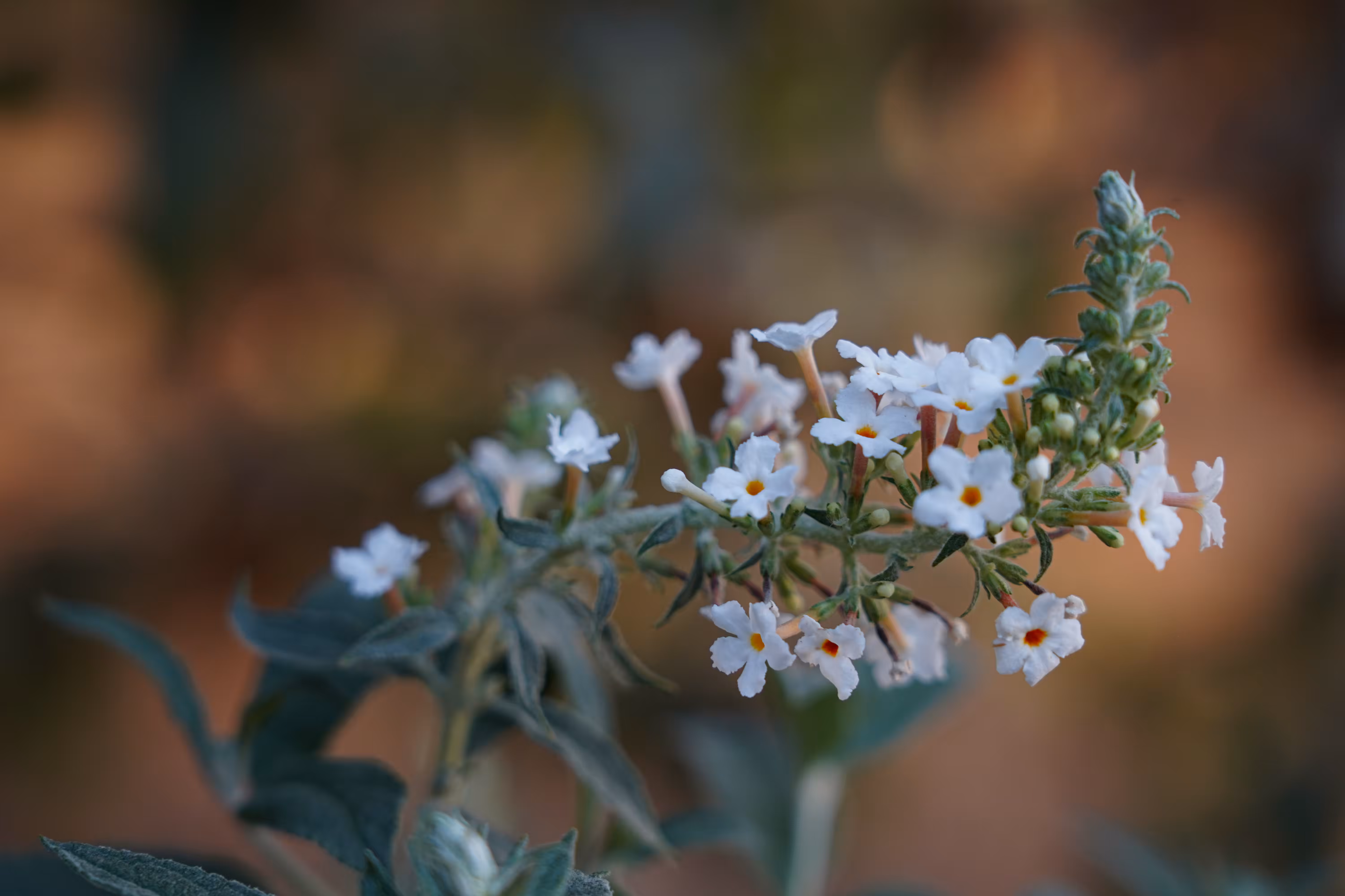 flowers: Whiteness in the embrace of the sun