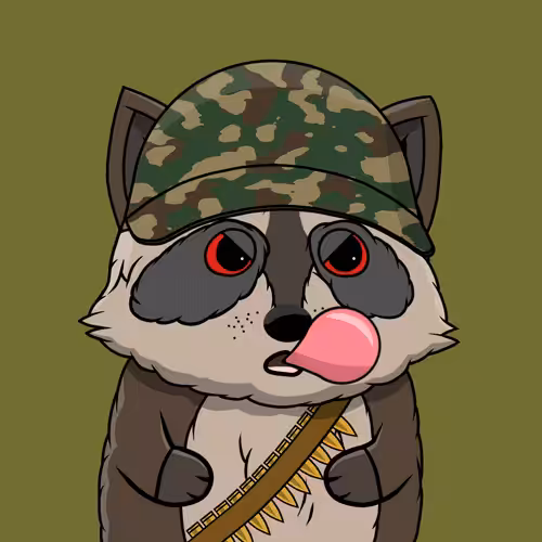 Raccoon #71