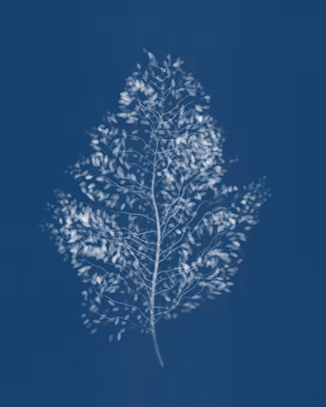 Cyanotypes #66