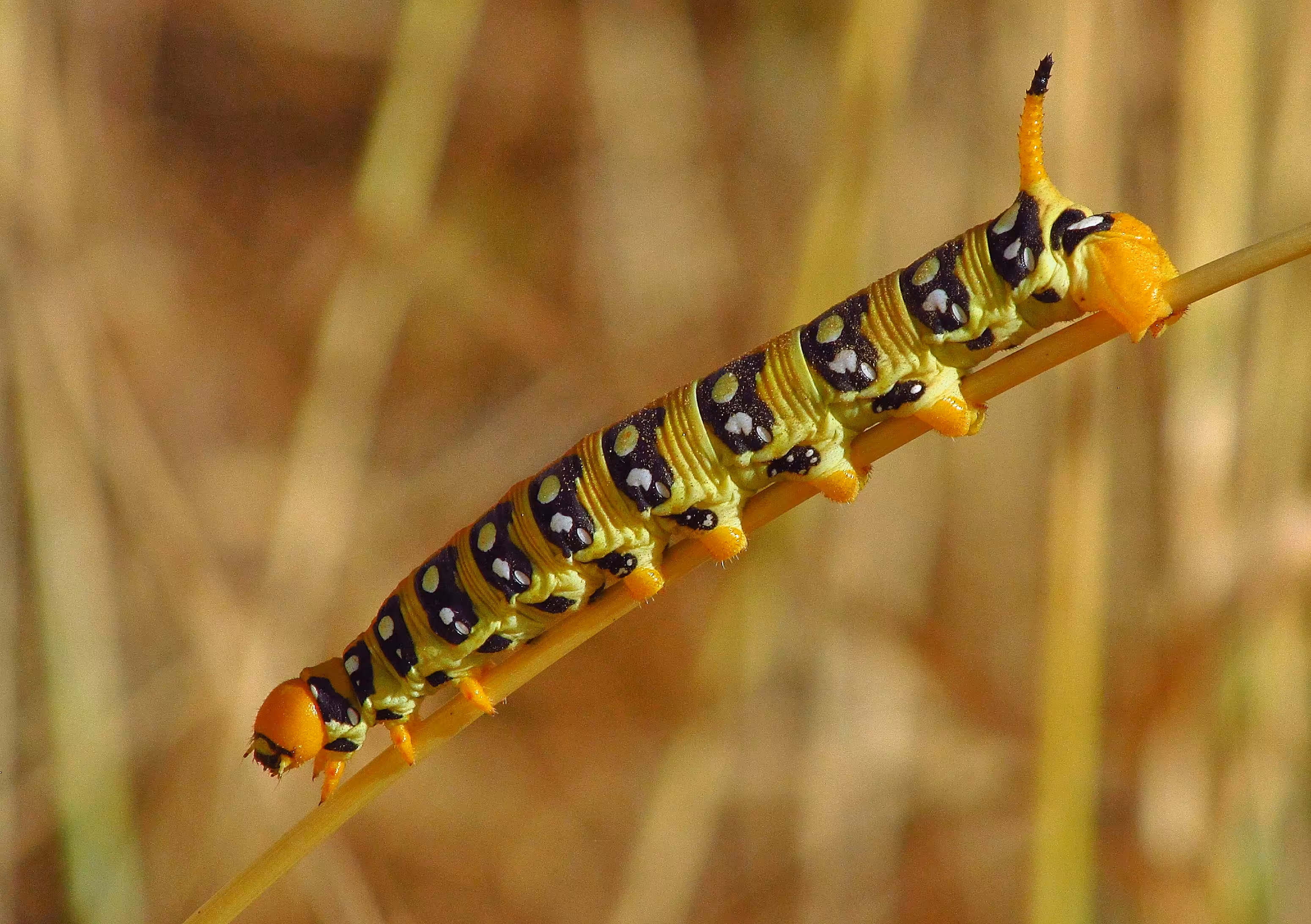 Yellow worm