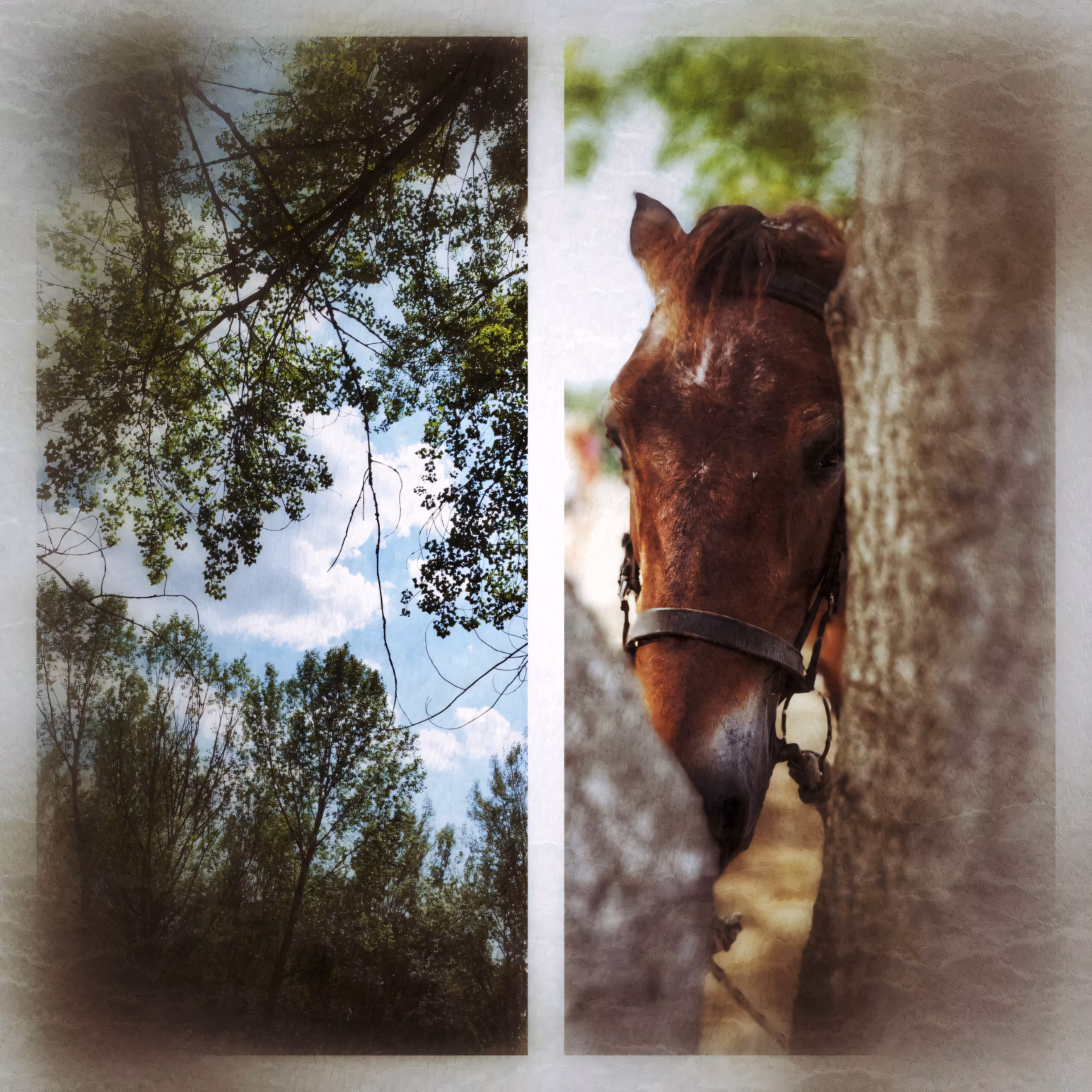 Harmony of the Forest 